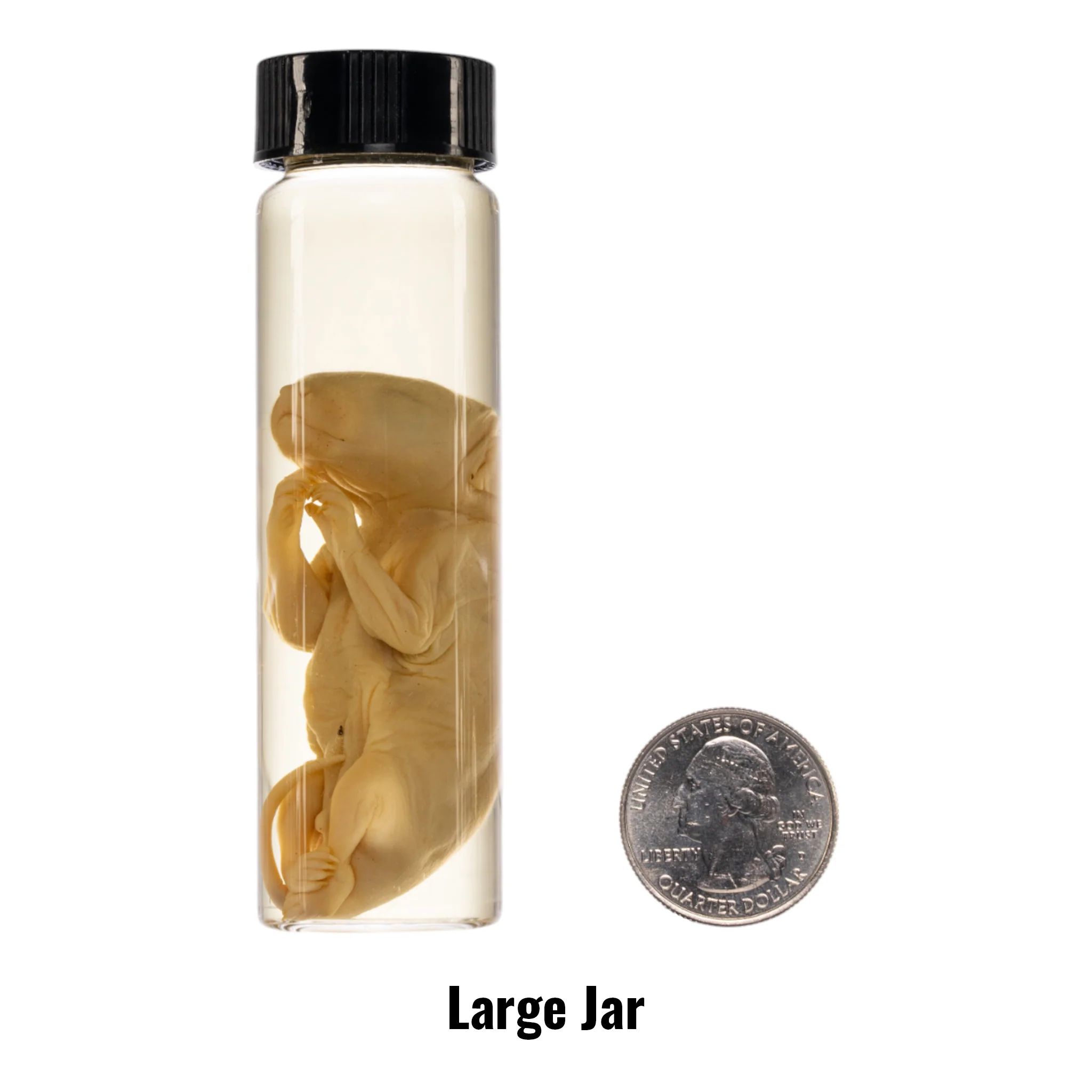 Real Wet Specimen in Alcohol - Opossum Pup - Image 2
