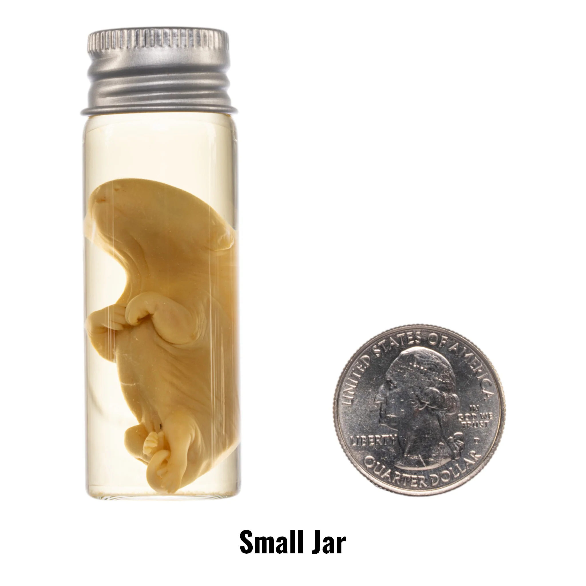 Real Wet Specimen in Alcohol - Opossum Pup - Image 3