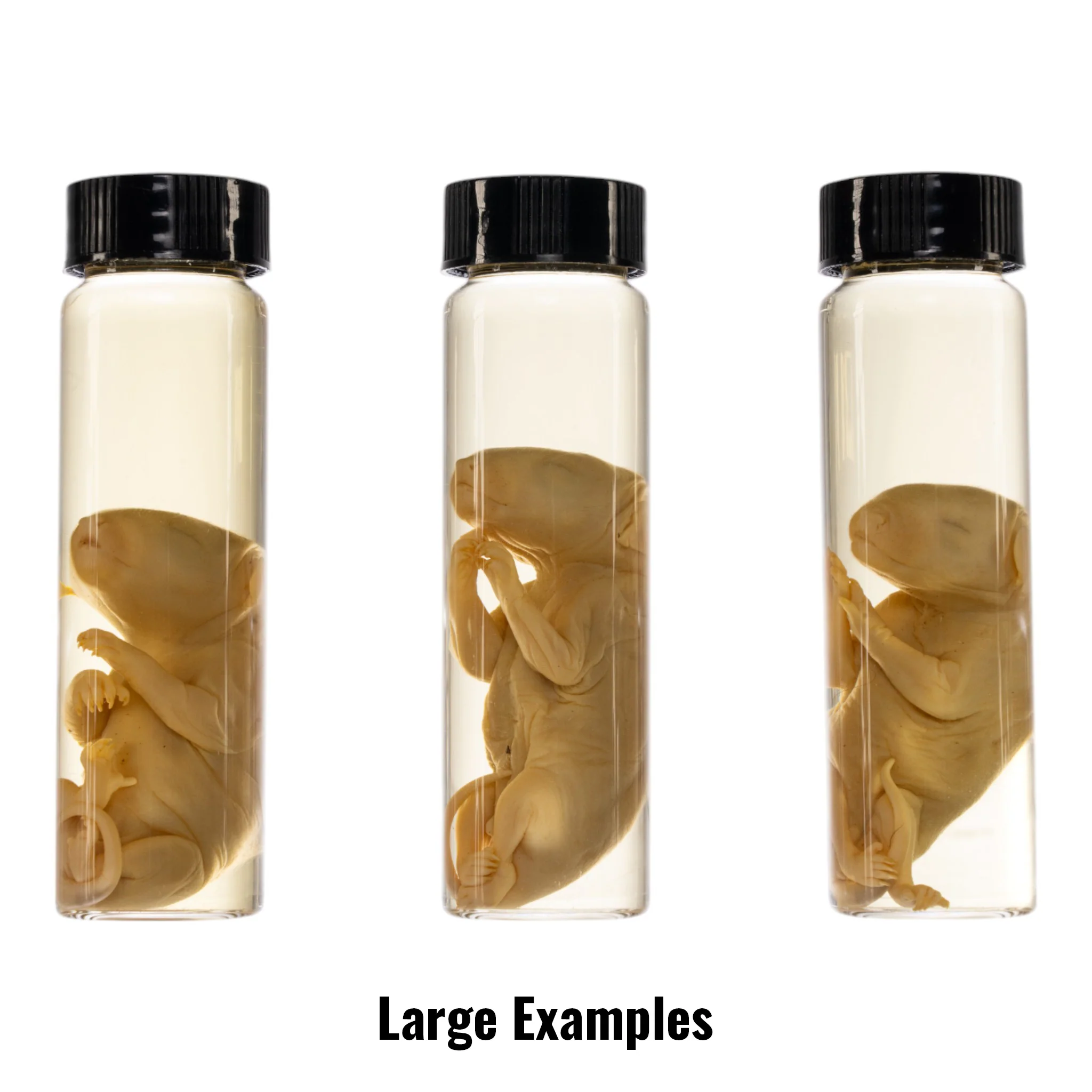 Real Wet Specimen in Alcohol - Opossum Pup - Image 4
