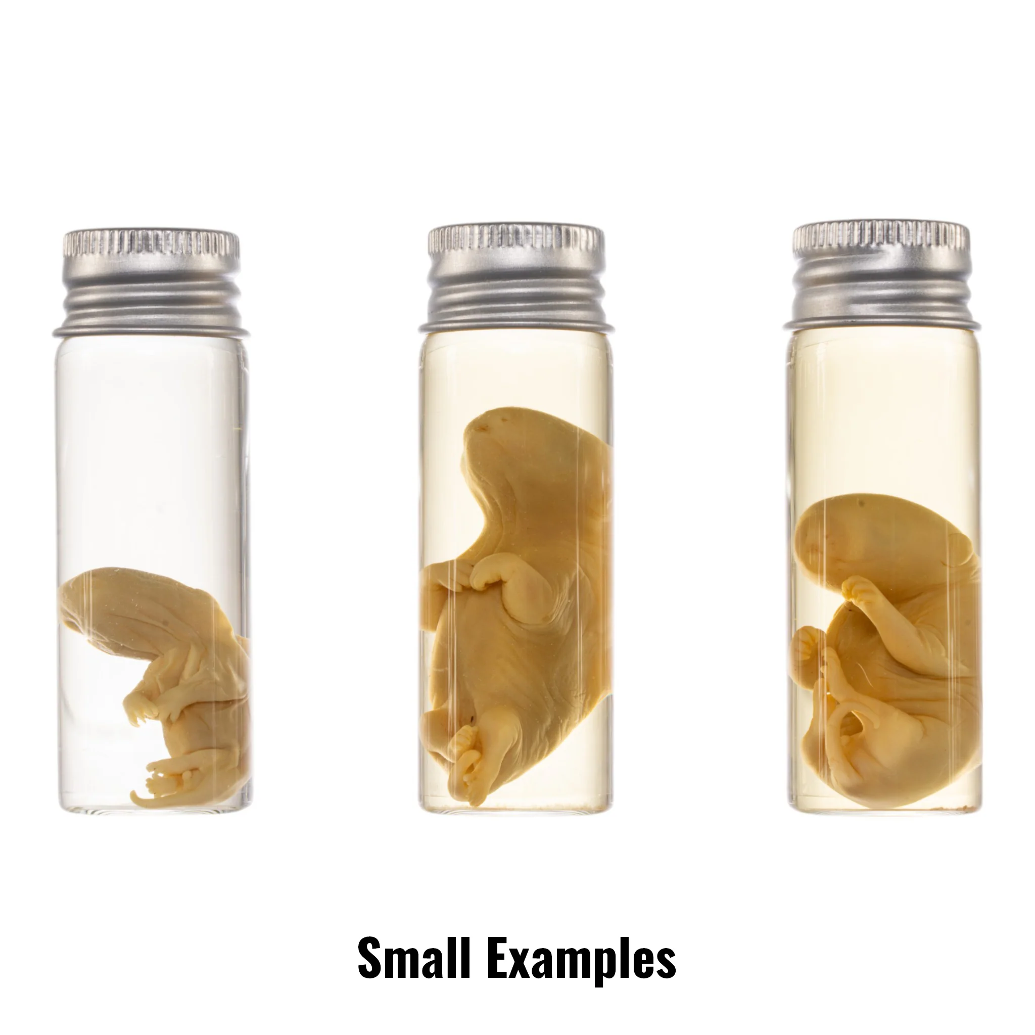 Real Wet Specimen in Alcohol - Opossum Pup - Image 5