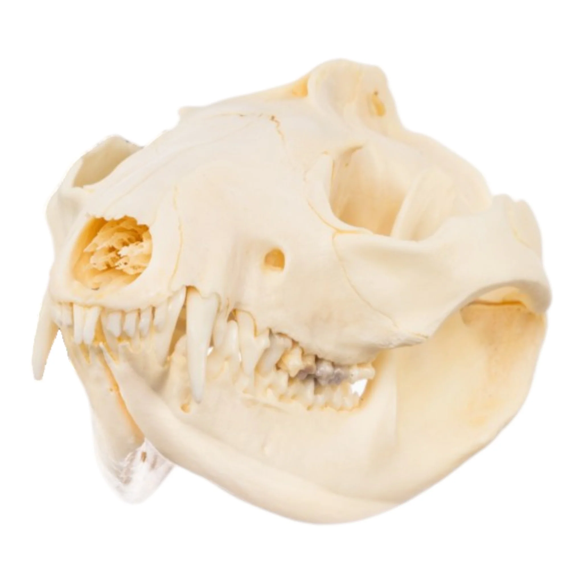 Real Opossum Skeleton - Disarticulated - Image 2