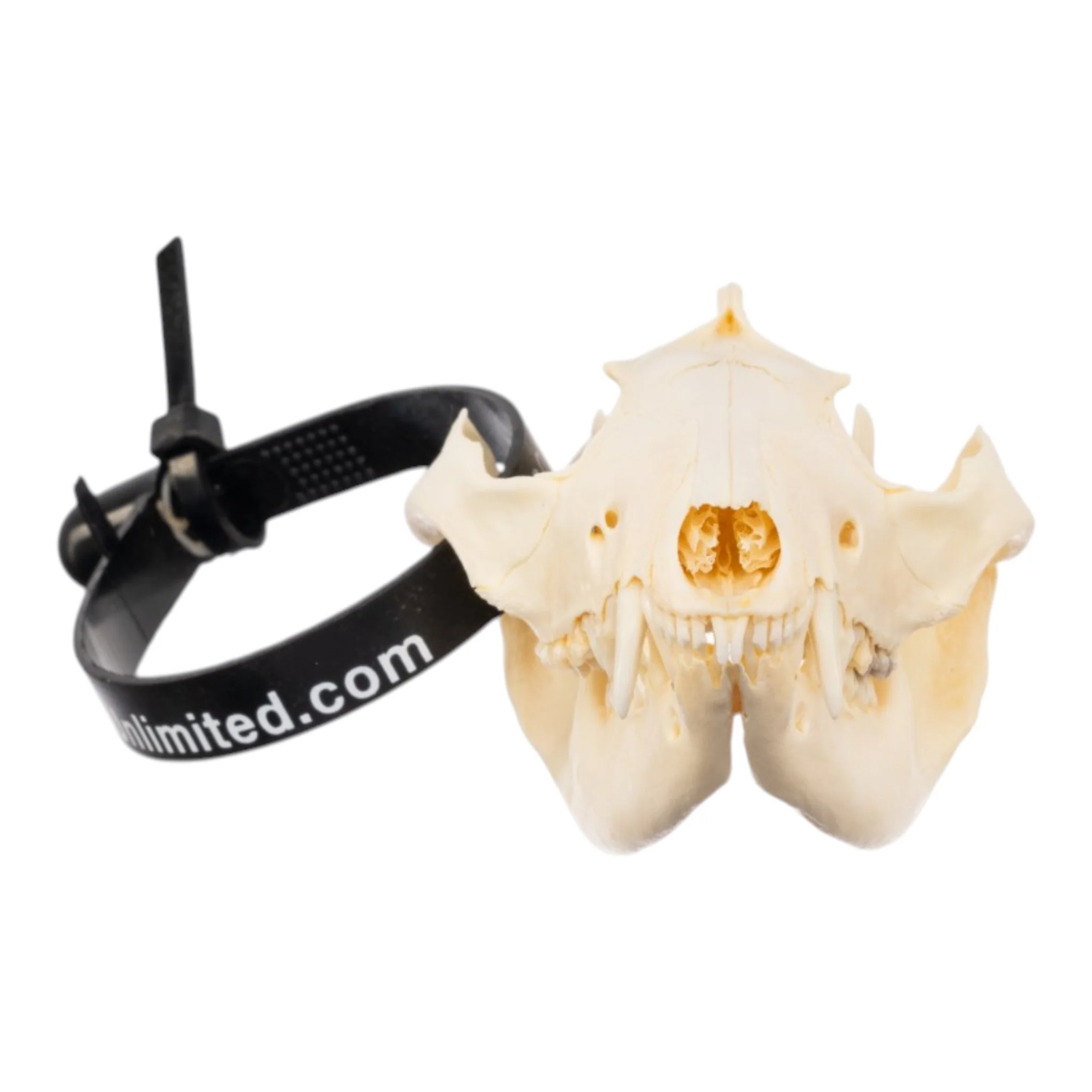 Real Opossum Skeleton - Disarticulated - Image 4