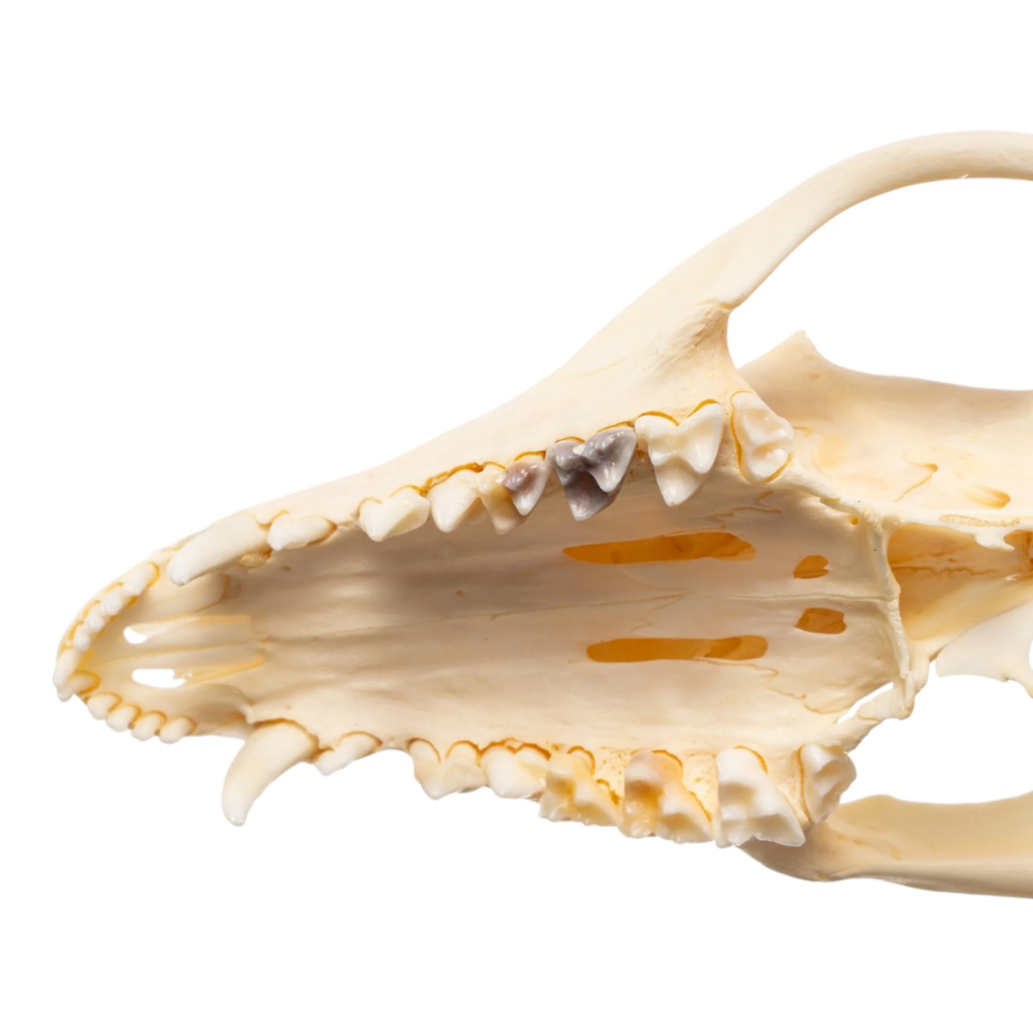 Real Opossum Skeleton - Disarticulated - Image 7