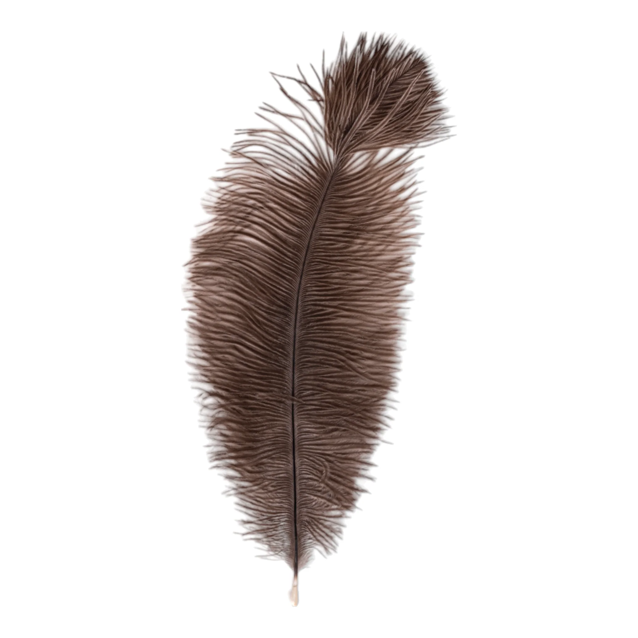 Real Ostrich Feather - Single - Image 4