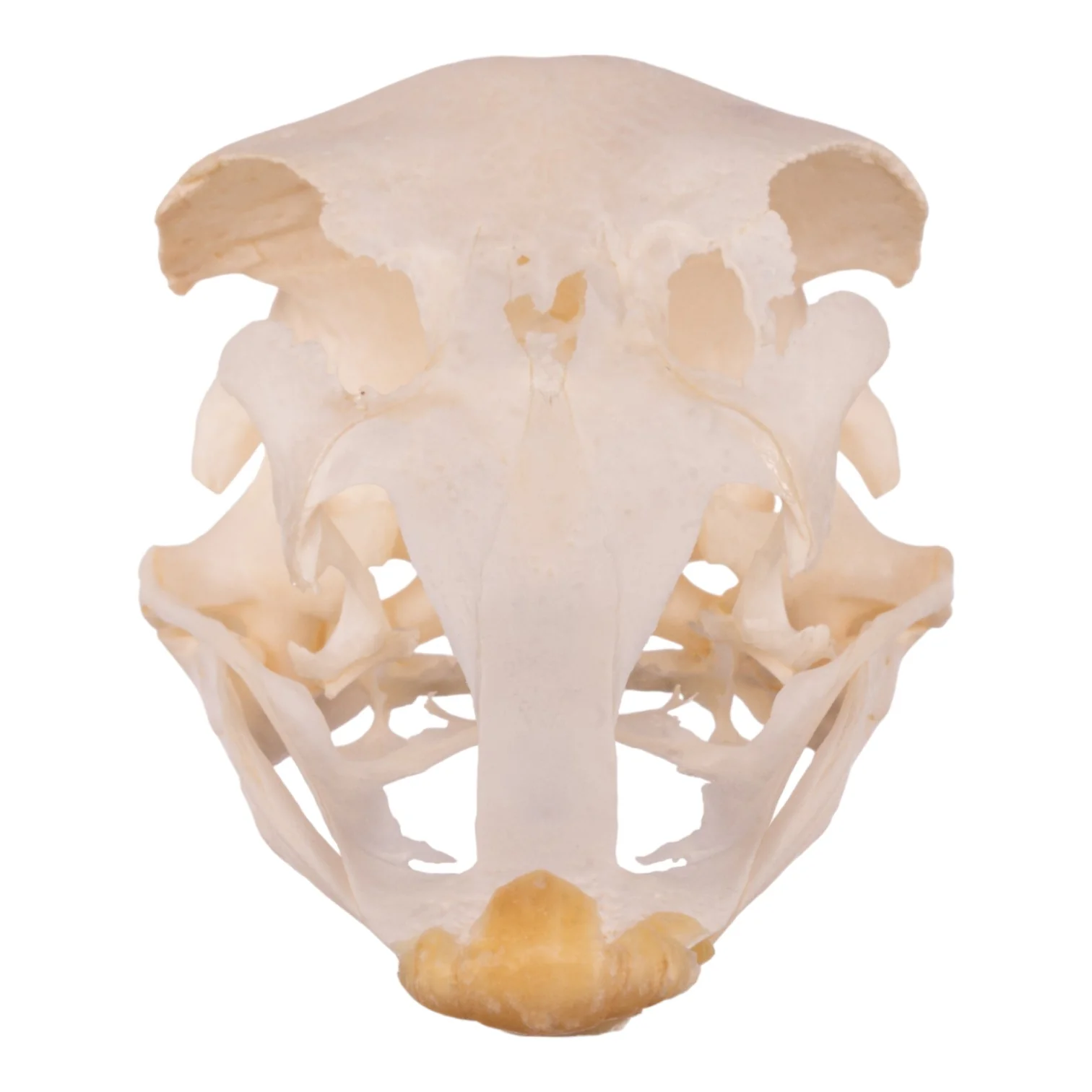 Real Ostrich Skull - Image 3