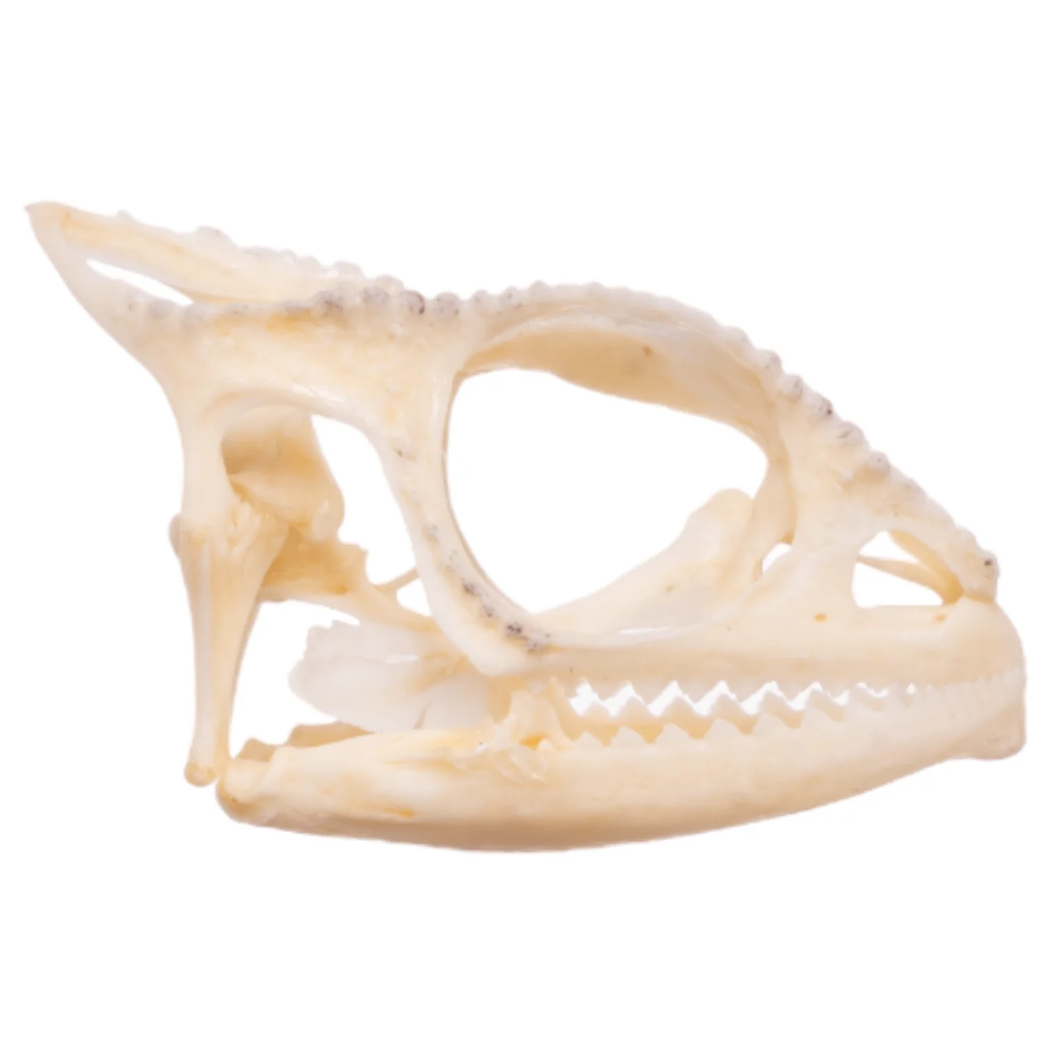 Real Panther Chameleon Skull - Image 2