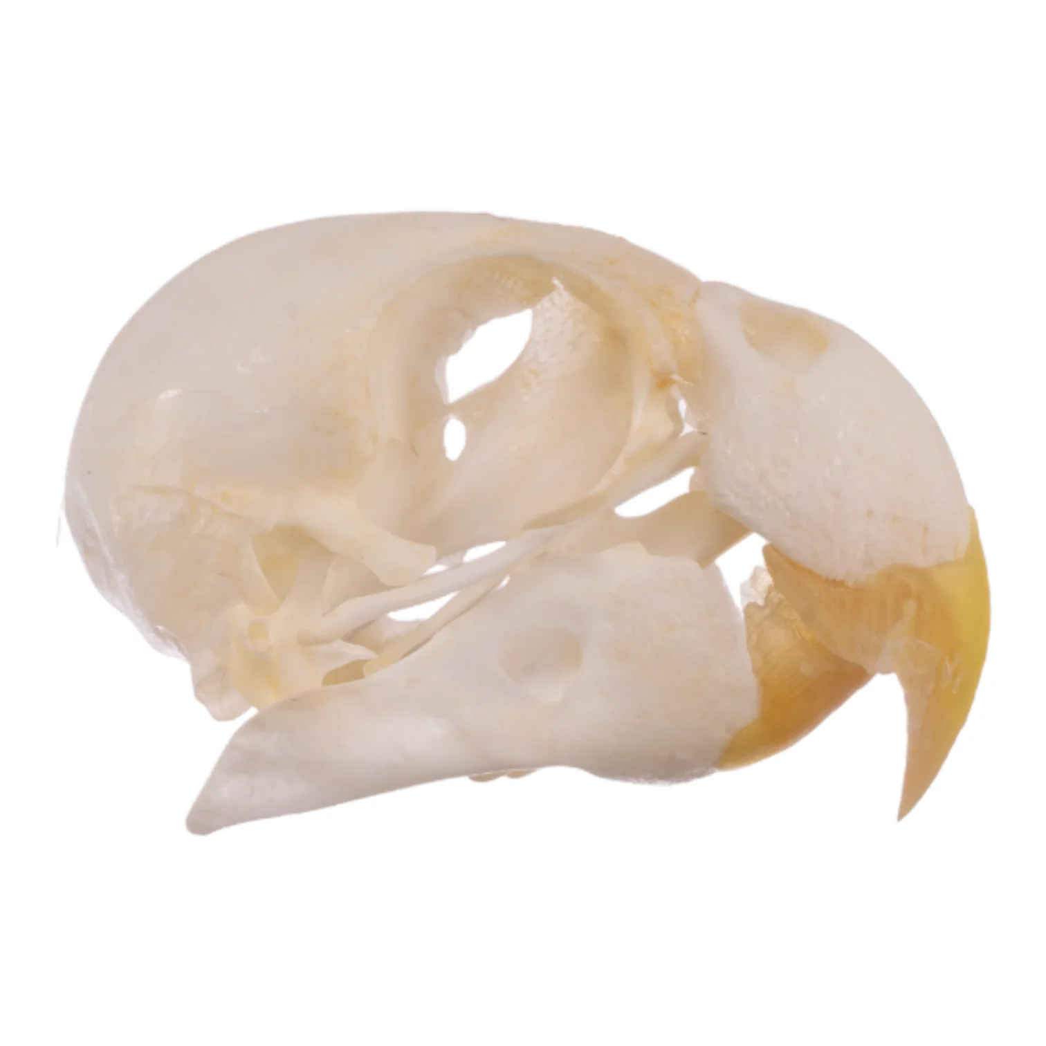 Real Parrot Skull - Image 2