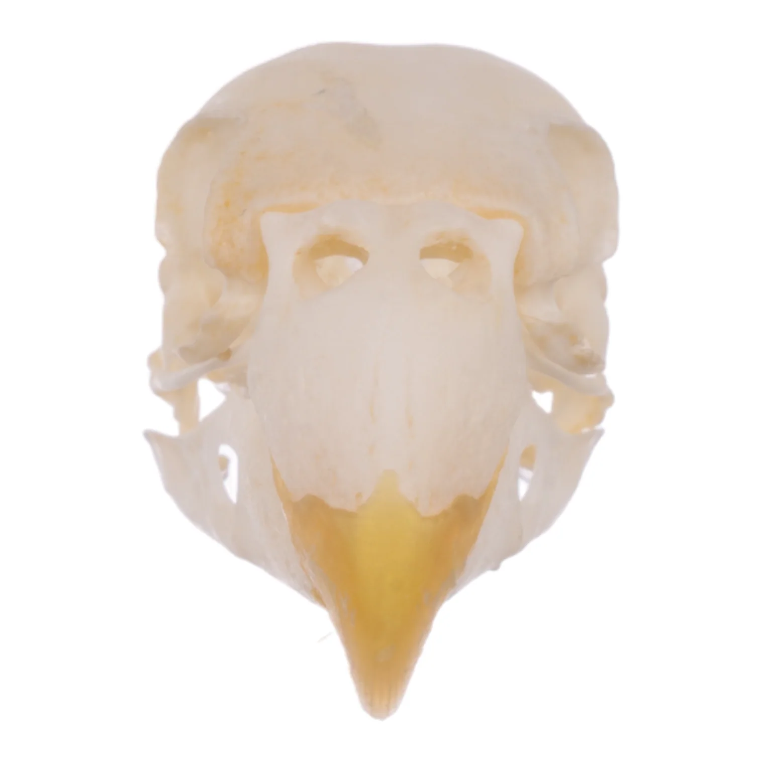 Real Parrot Skull - Image 3