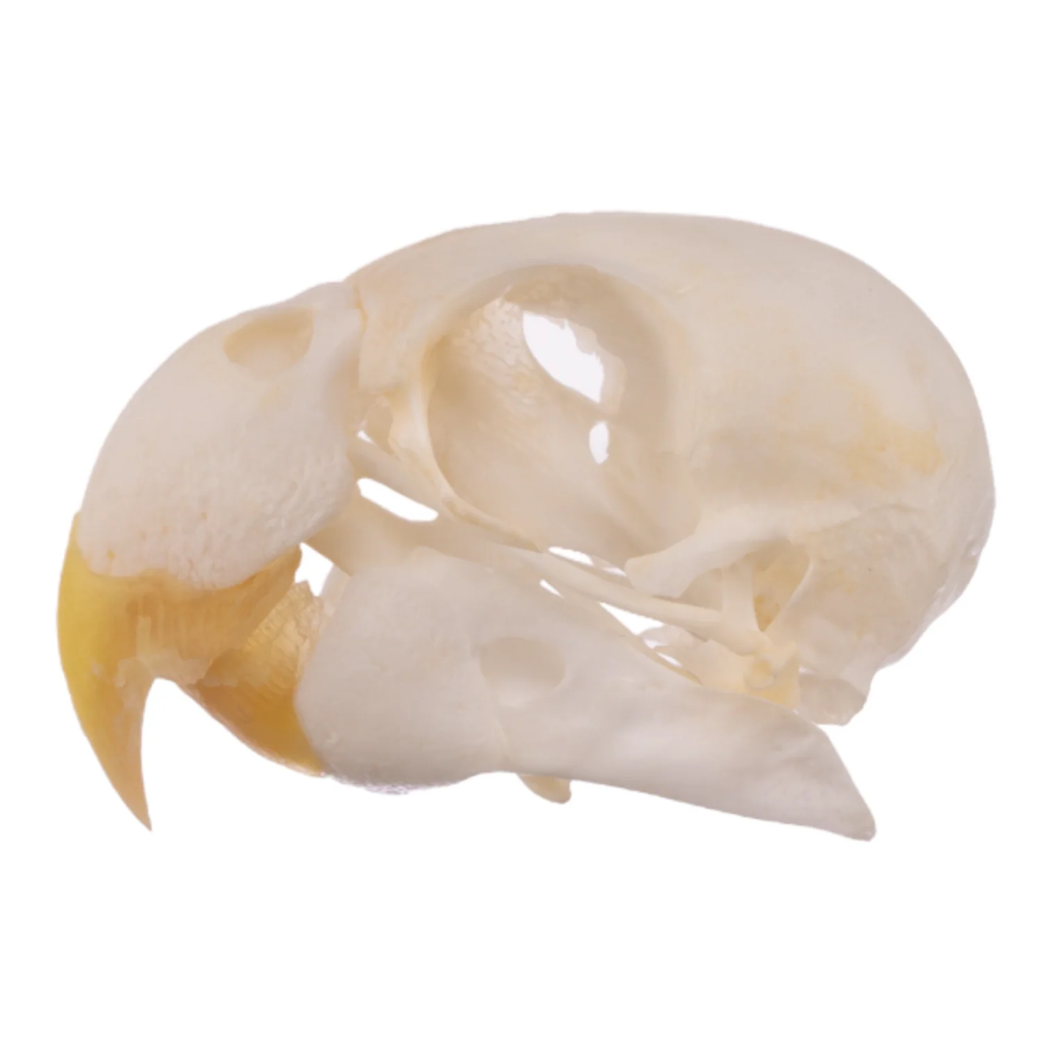 Real Parrot Skull - Image 4