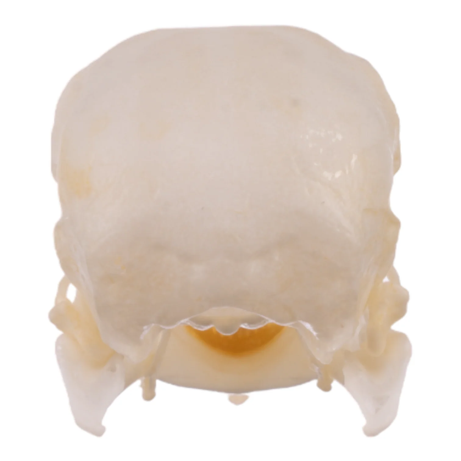 Real Parrot Skull - Image 5