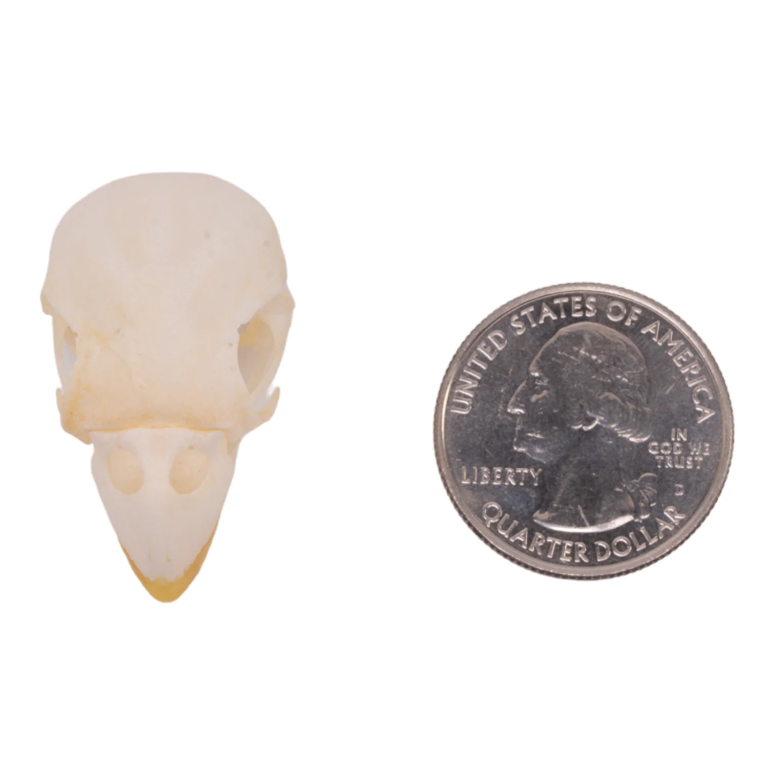 Real Parrot Skull - Image 6