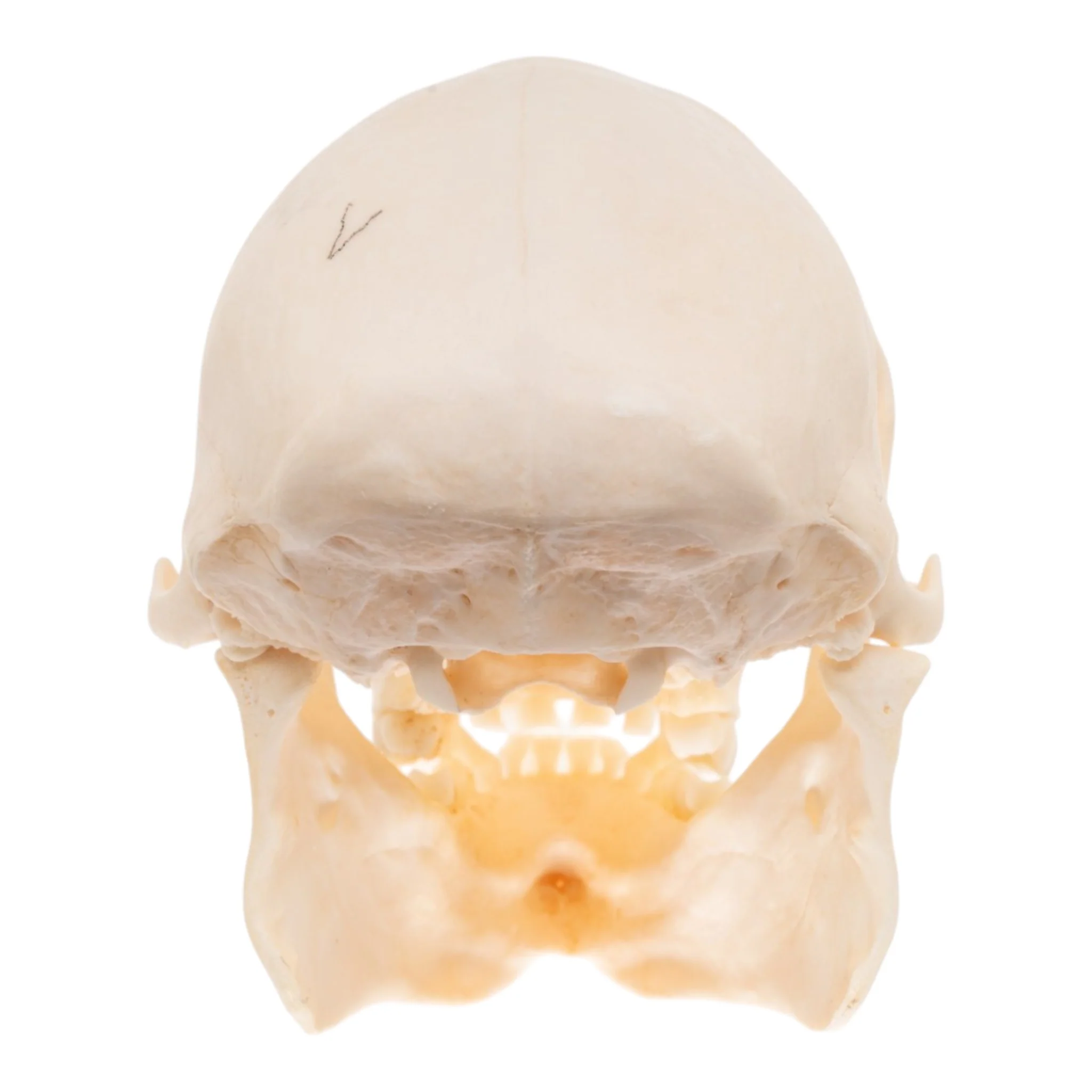 Real Patas Monkey Skull - Image 5