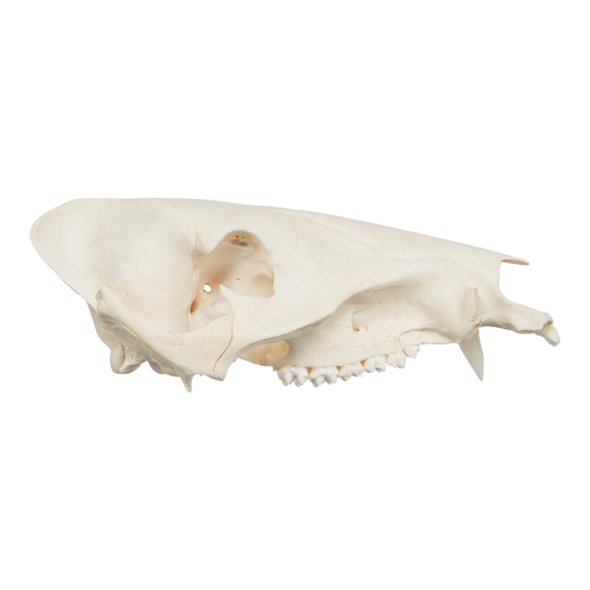 Real Peccary Skull - No Mandible - Image 2