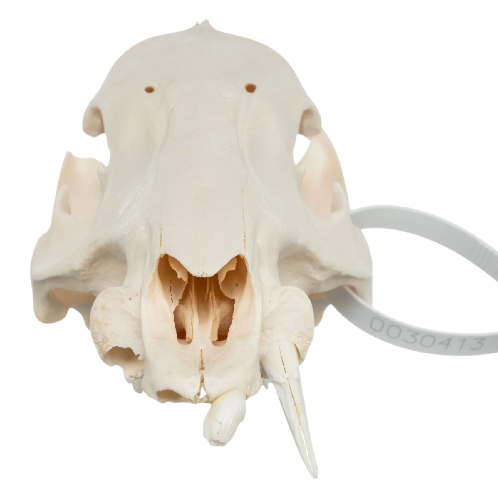 Real Peccary Skull - No Mandible - Image 3