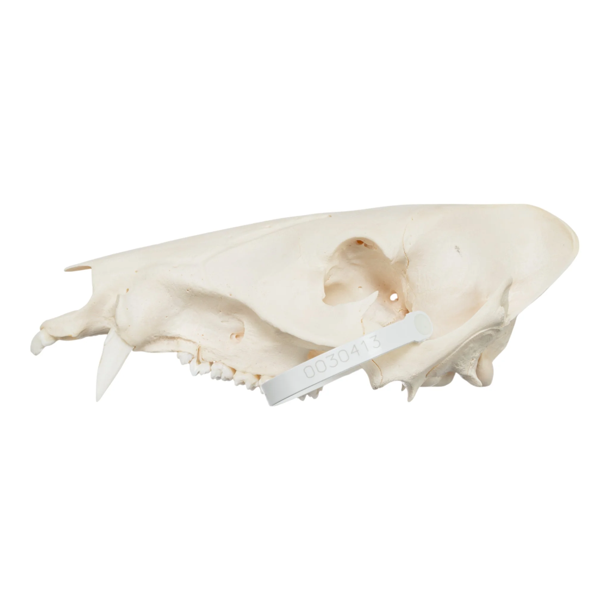 Real Peccary Skull - No Mandible - Image 4