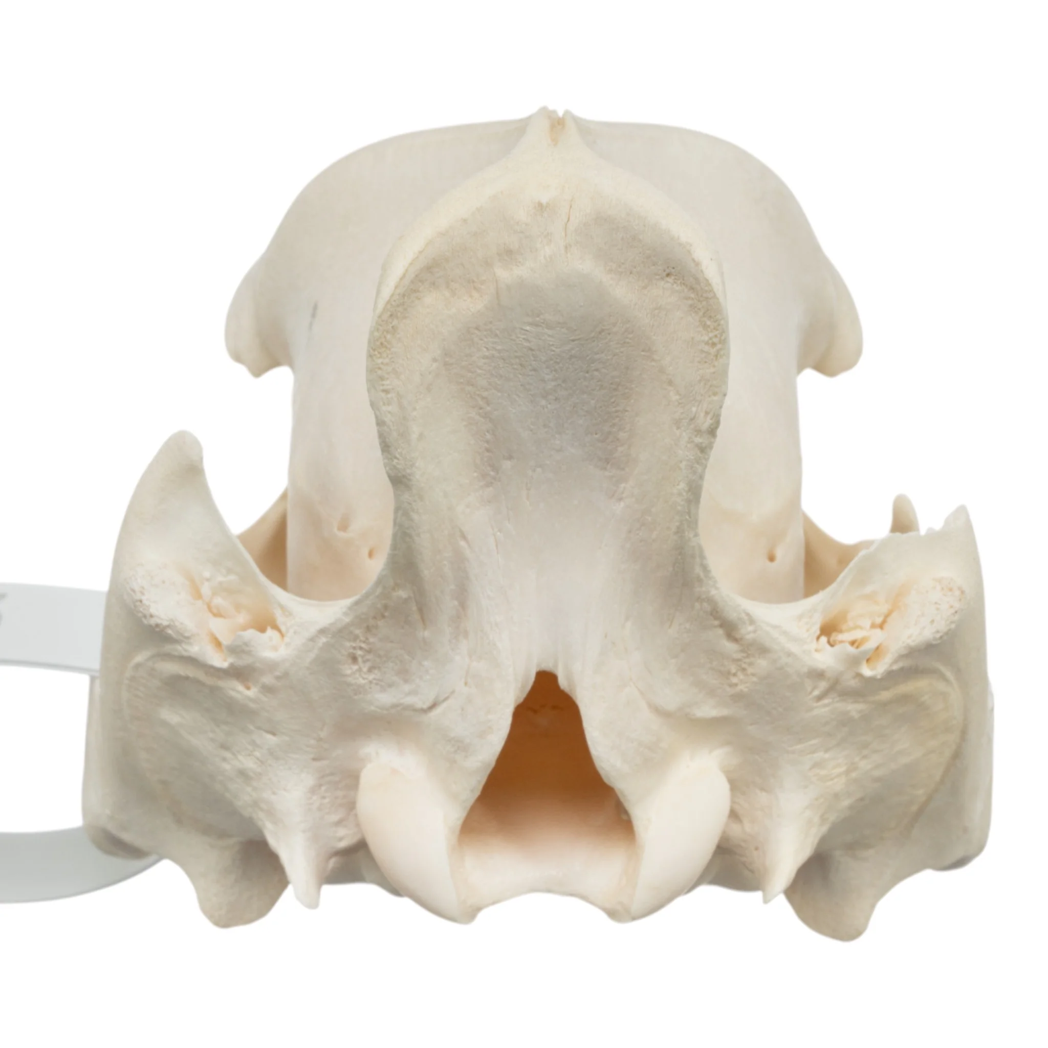 Real Peccary Skull - No Mandible - Image 5