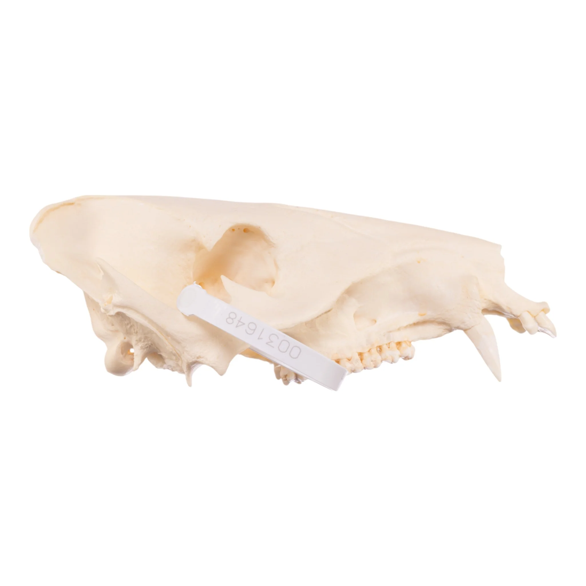 Real Peccary Skull - No Mandible - Image 2