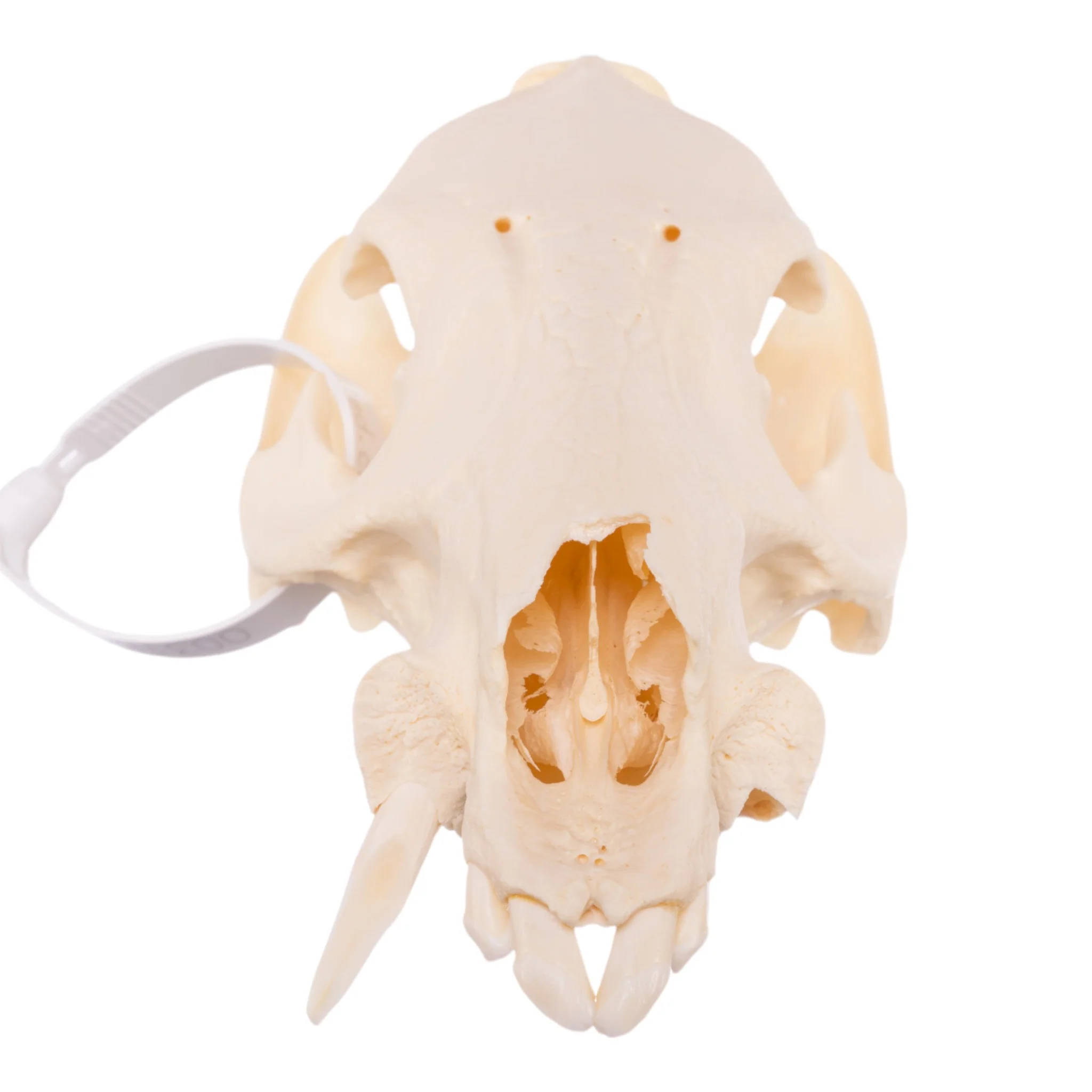 Real Peccary Skull - No Mandible - Image 3