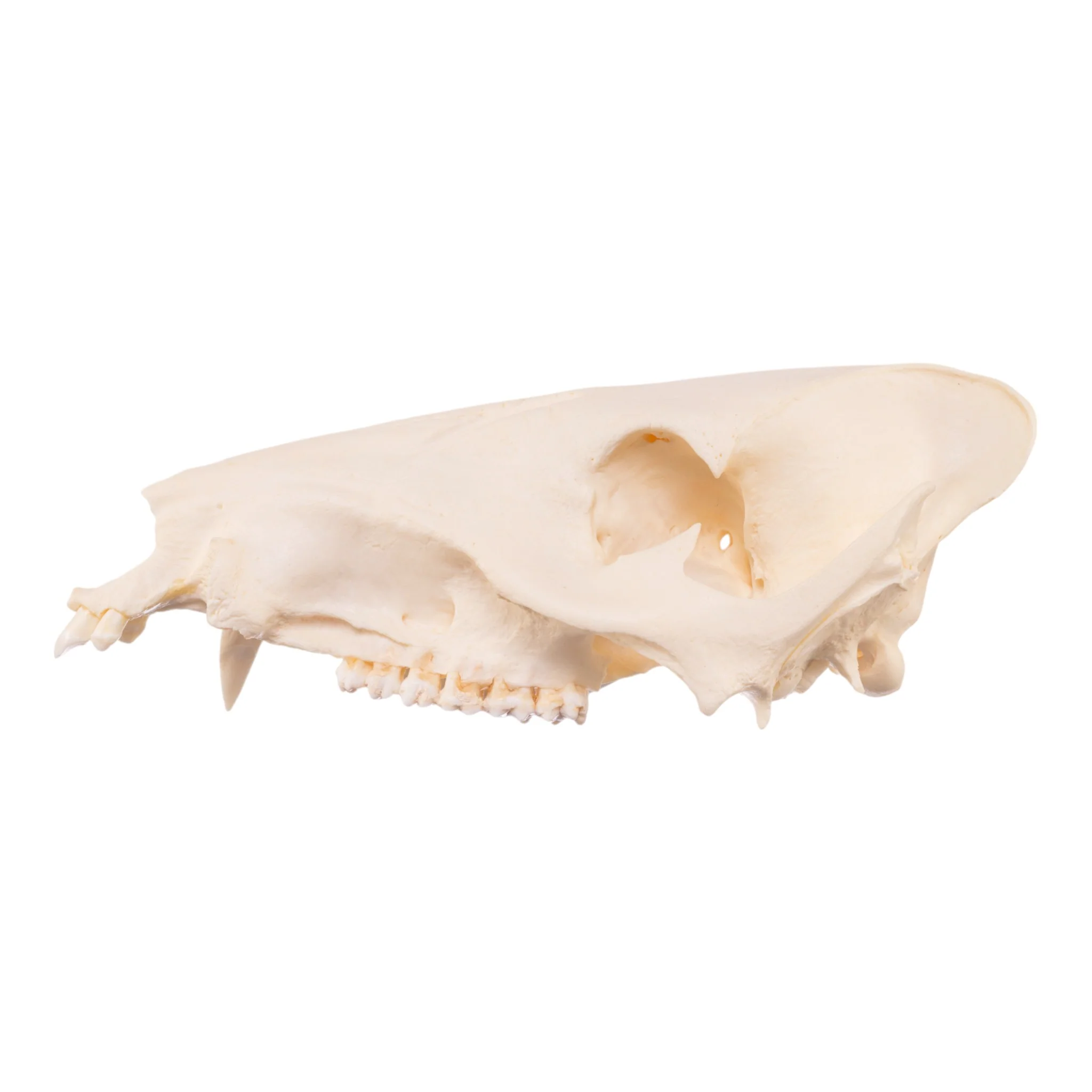 Real Peccary Skull - No Mandible - Image 4