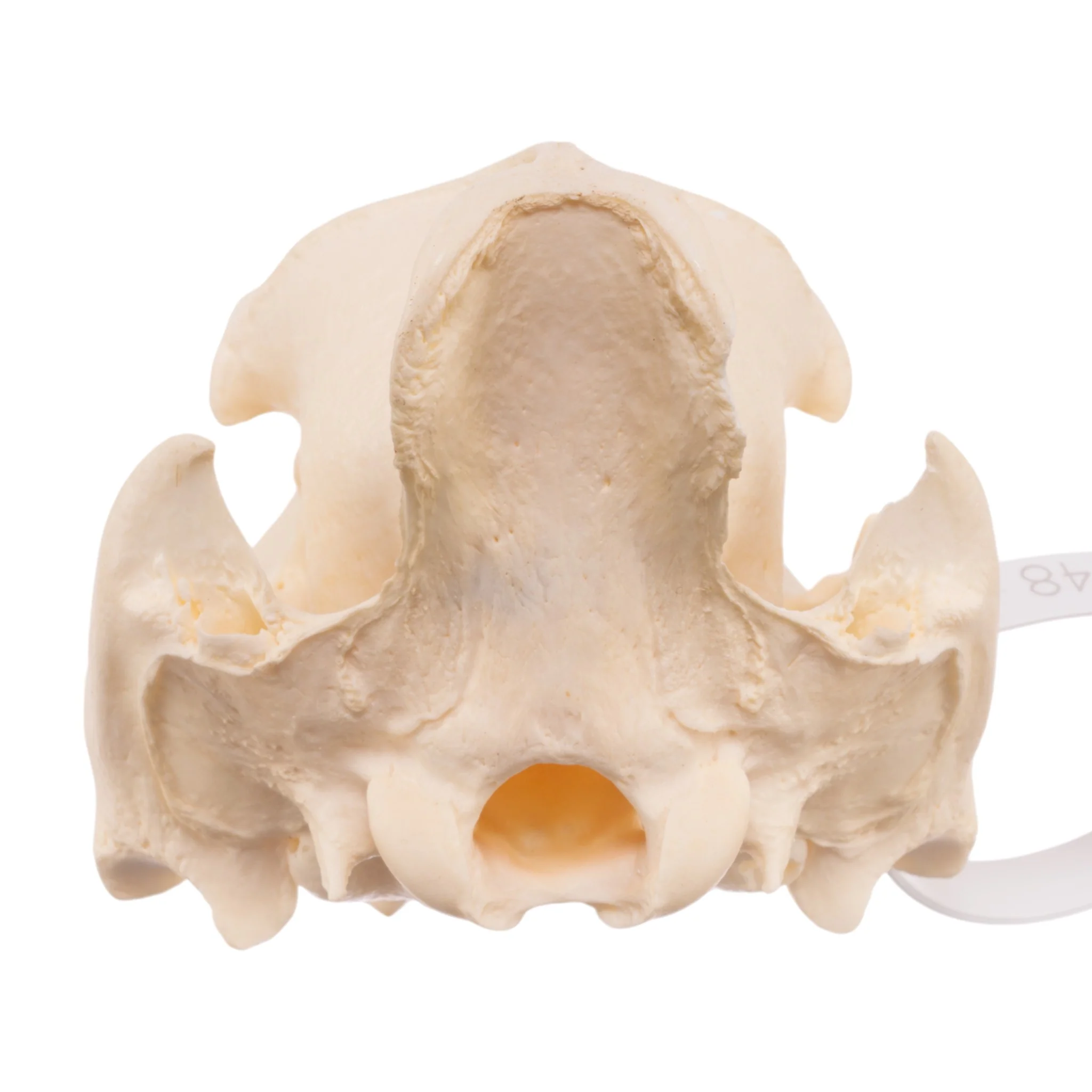 Real Peccary Skull - No Mandible - Image 5