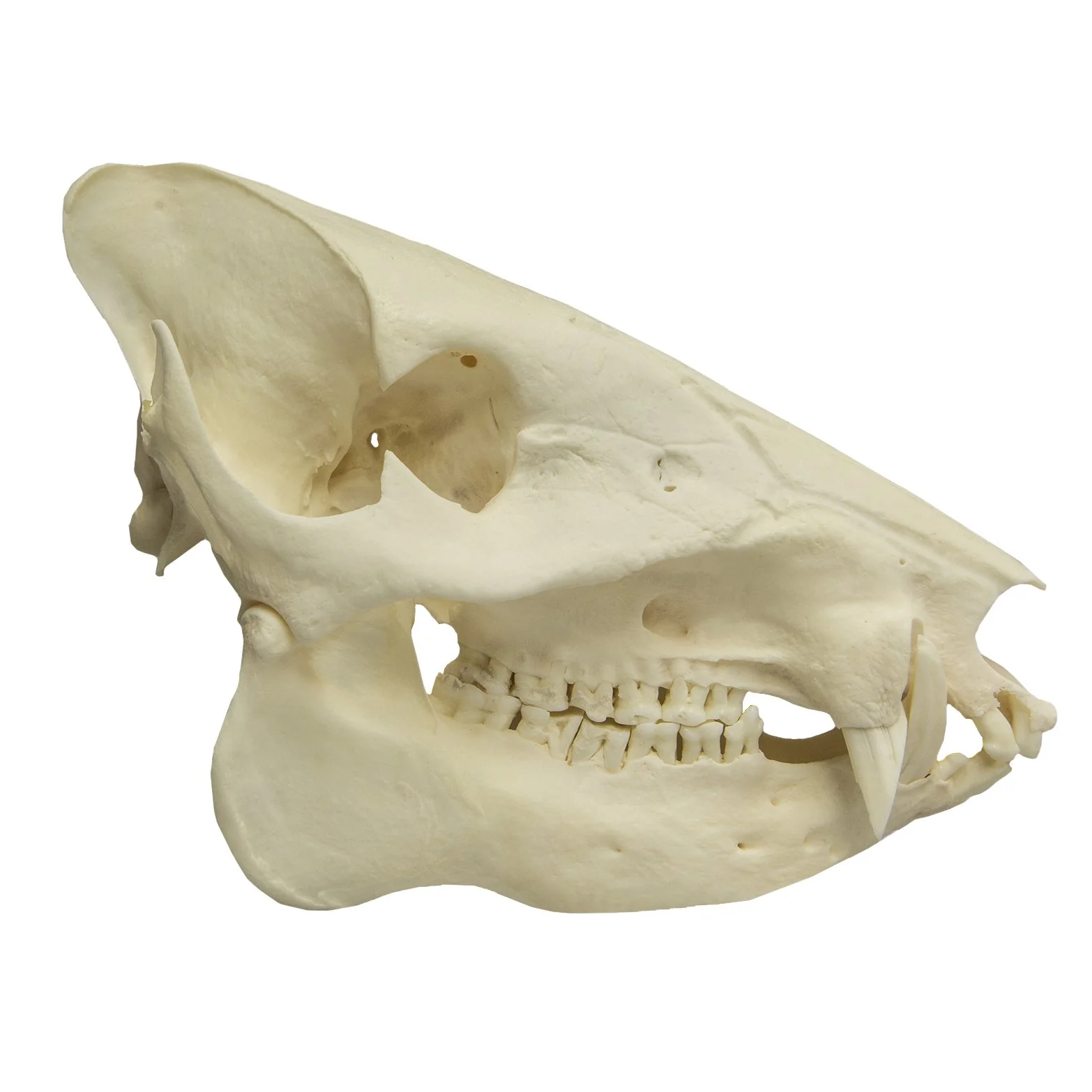 Real Peccary Skull - Image 2