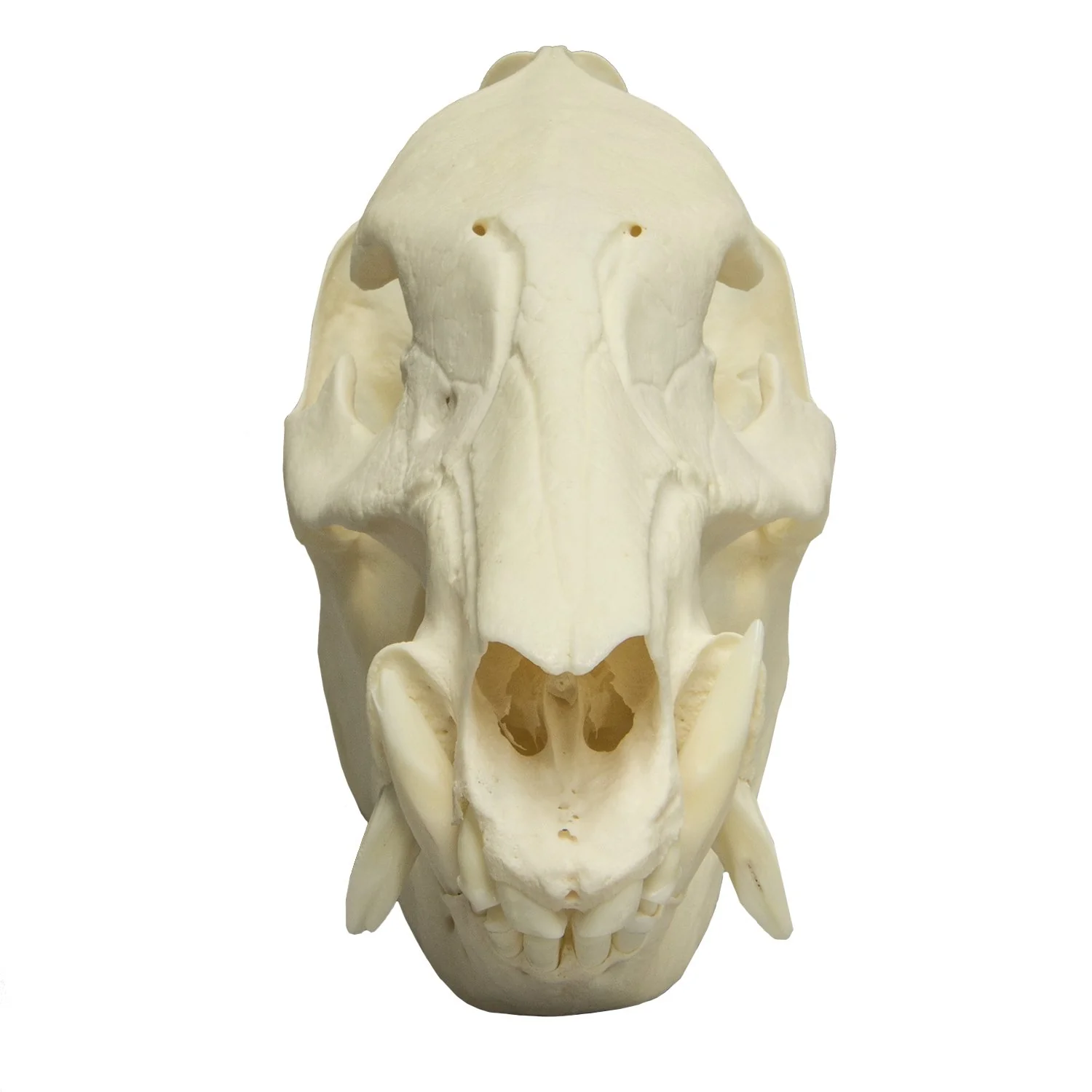 Real Peccary Skull - Image 3