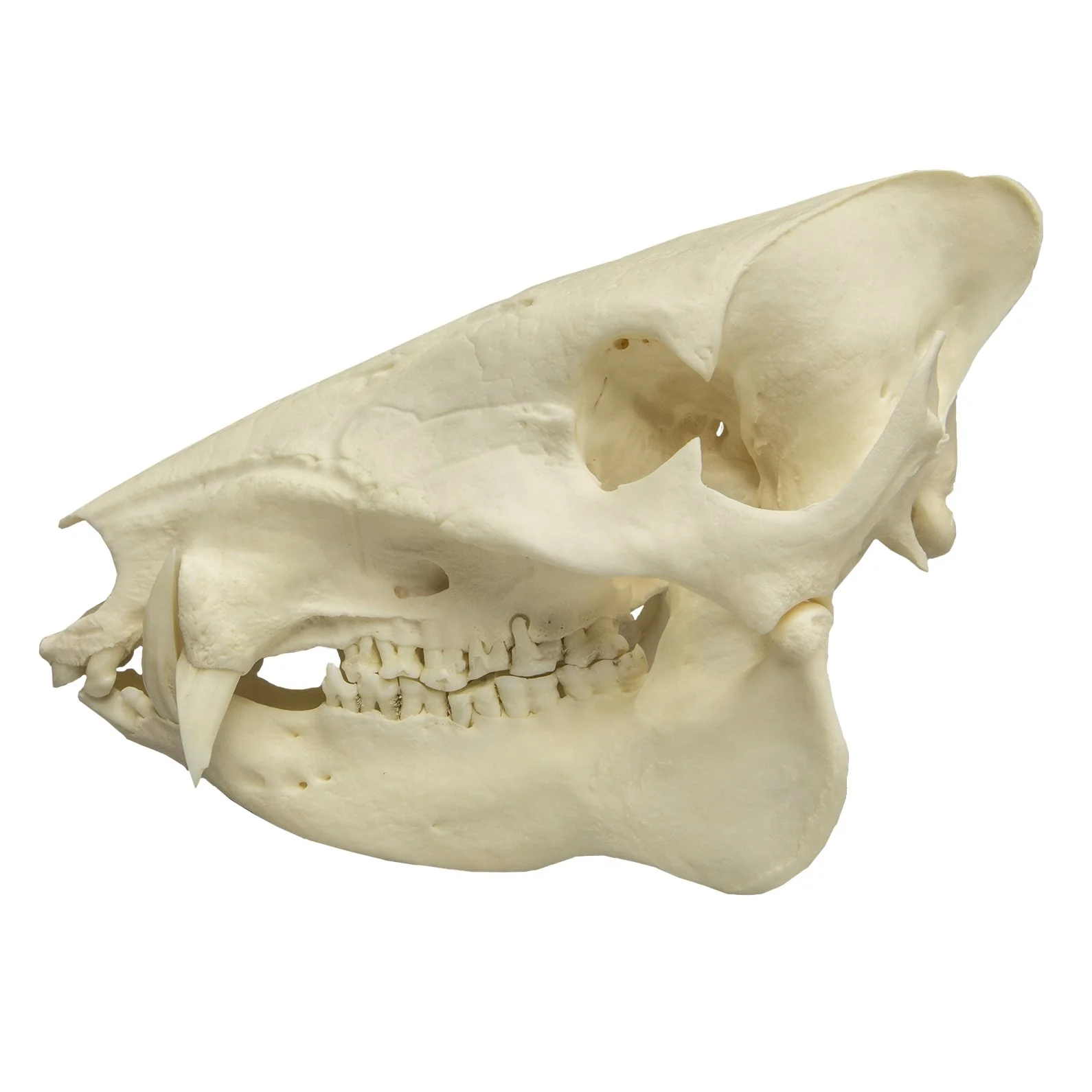 Real Peccary Skull - Image 4