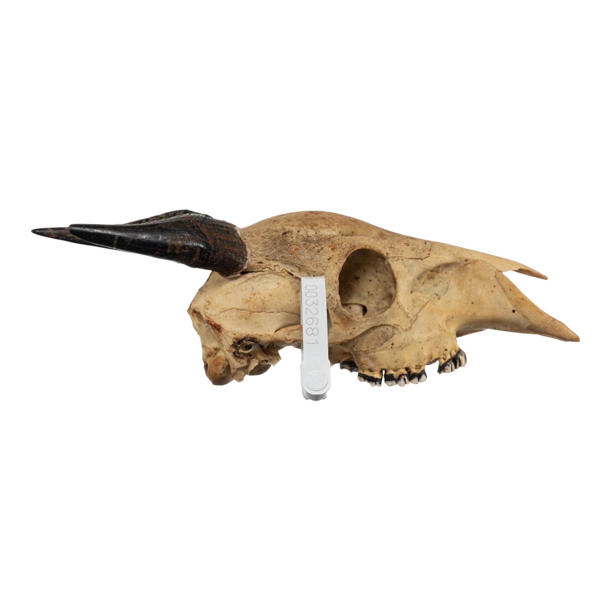 Real Peter's Duiker Skull - Image 2