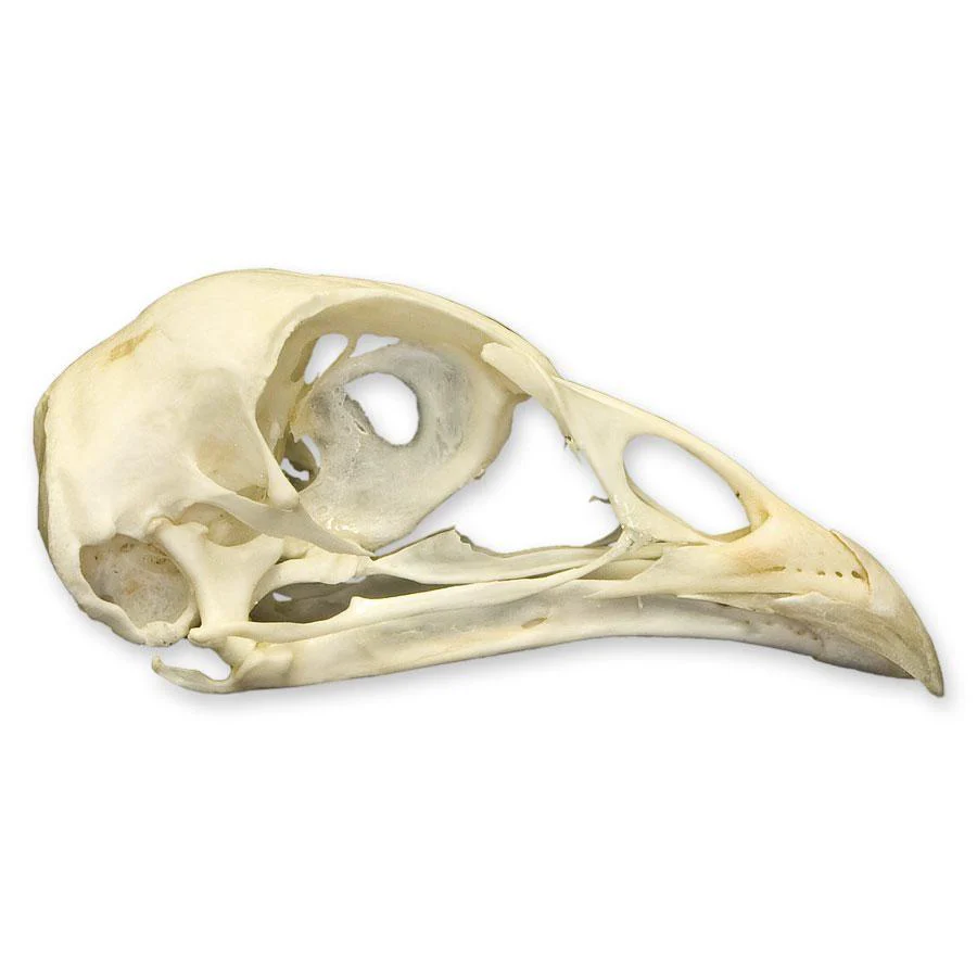 Real Pheasant Skull - Image 2