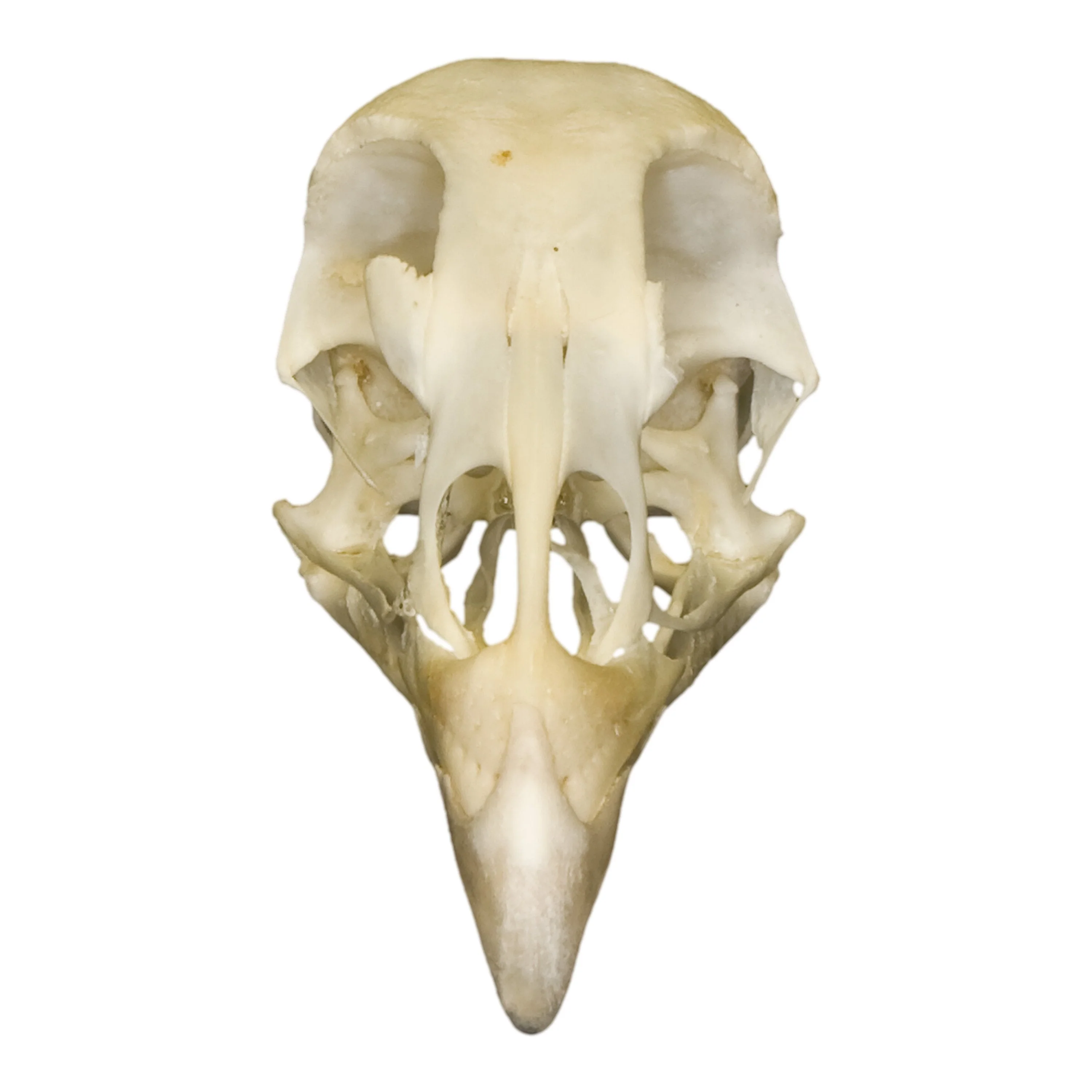 Real Pheasant Skull - Image 3