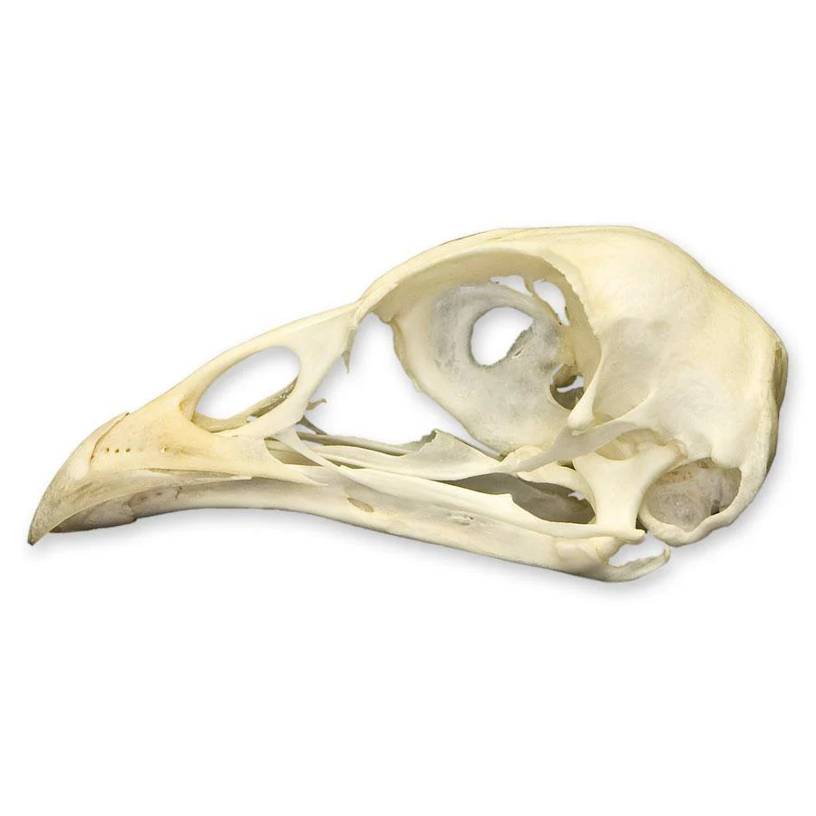 Real Pheasant Skull - Image 4