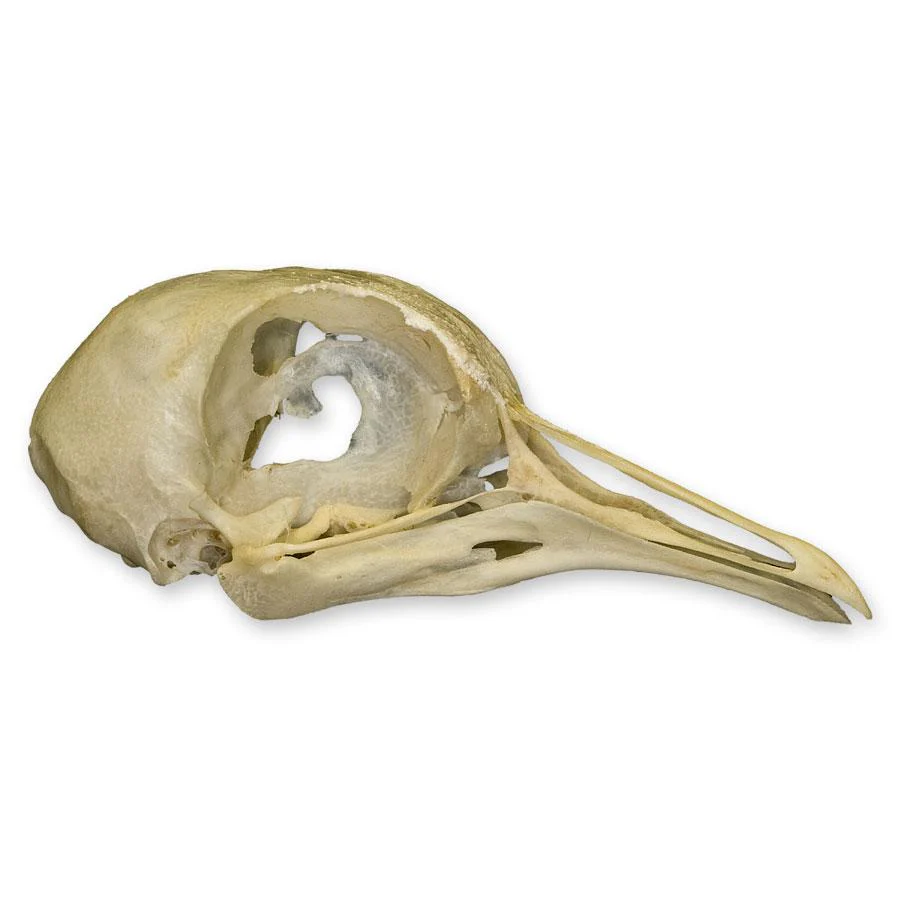 Real Pigeon Skull - Image 2