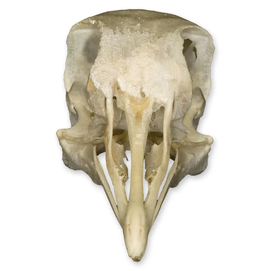 Real Pigeon Skull - Image 3