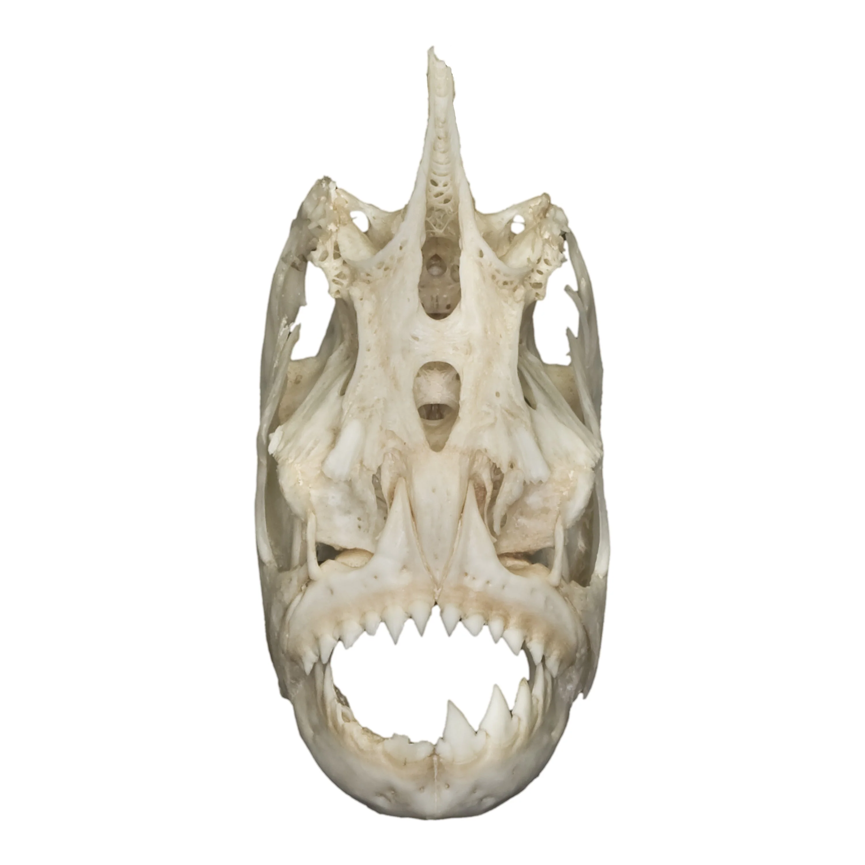 Real Piranha Skull - Image 3
