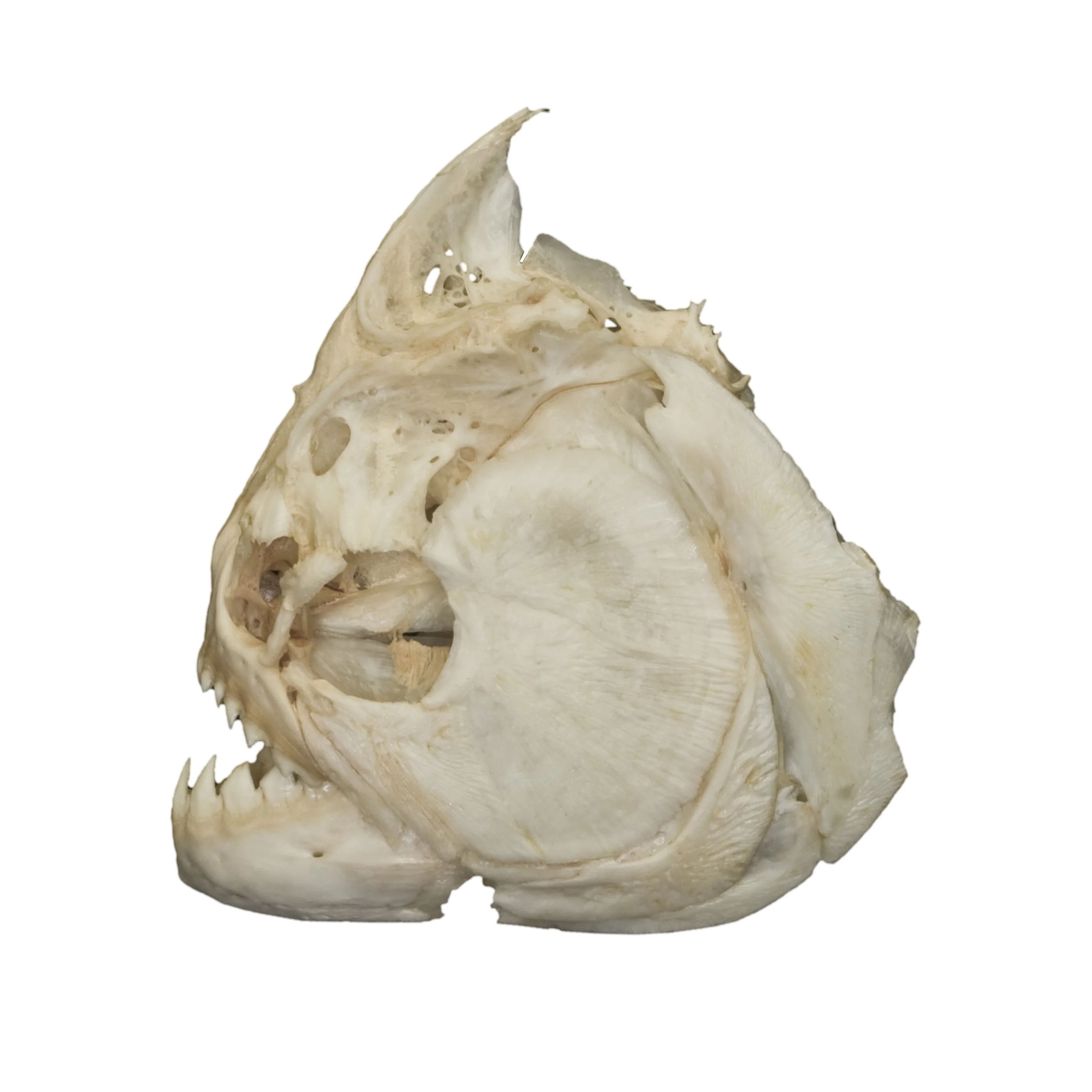 Real Piranha Skull - Image 4