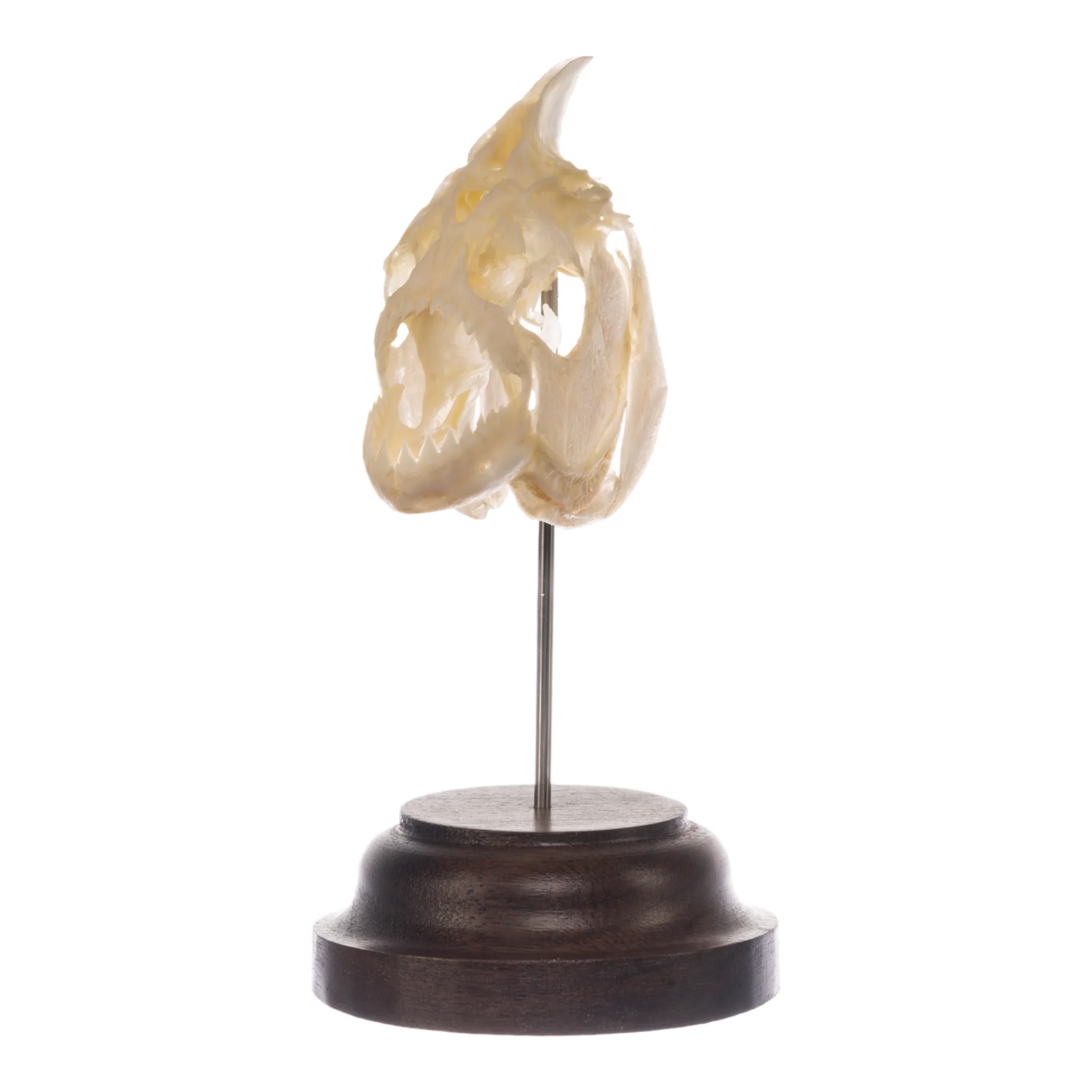 Real Piranha Skull - Image 5
