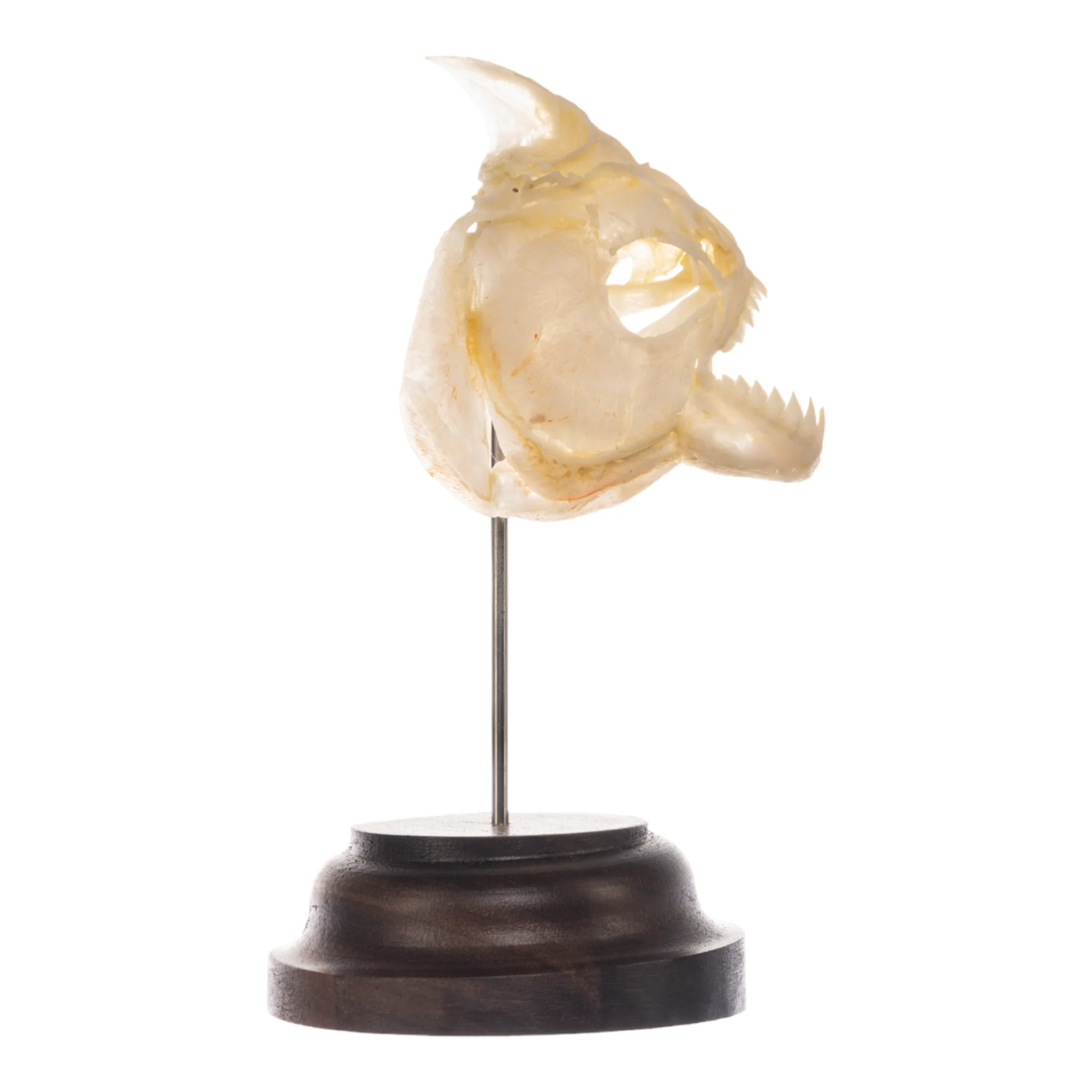 Real Piranha Skull - Image 6