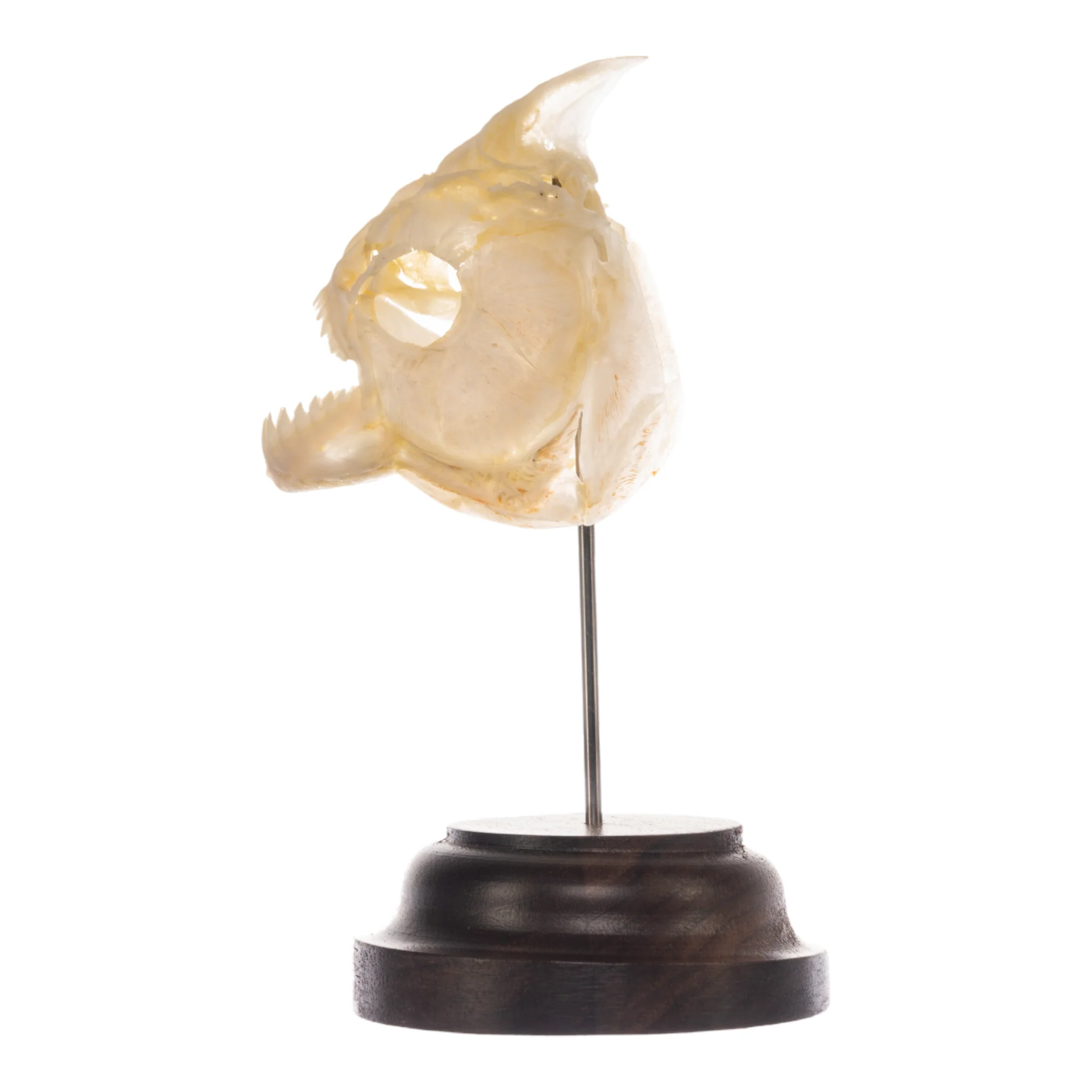 Real Piranha Skull - Image 8