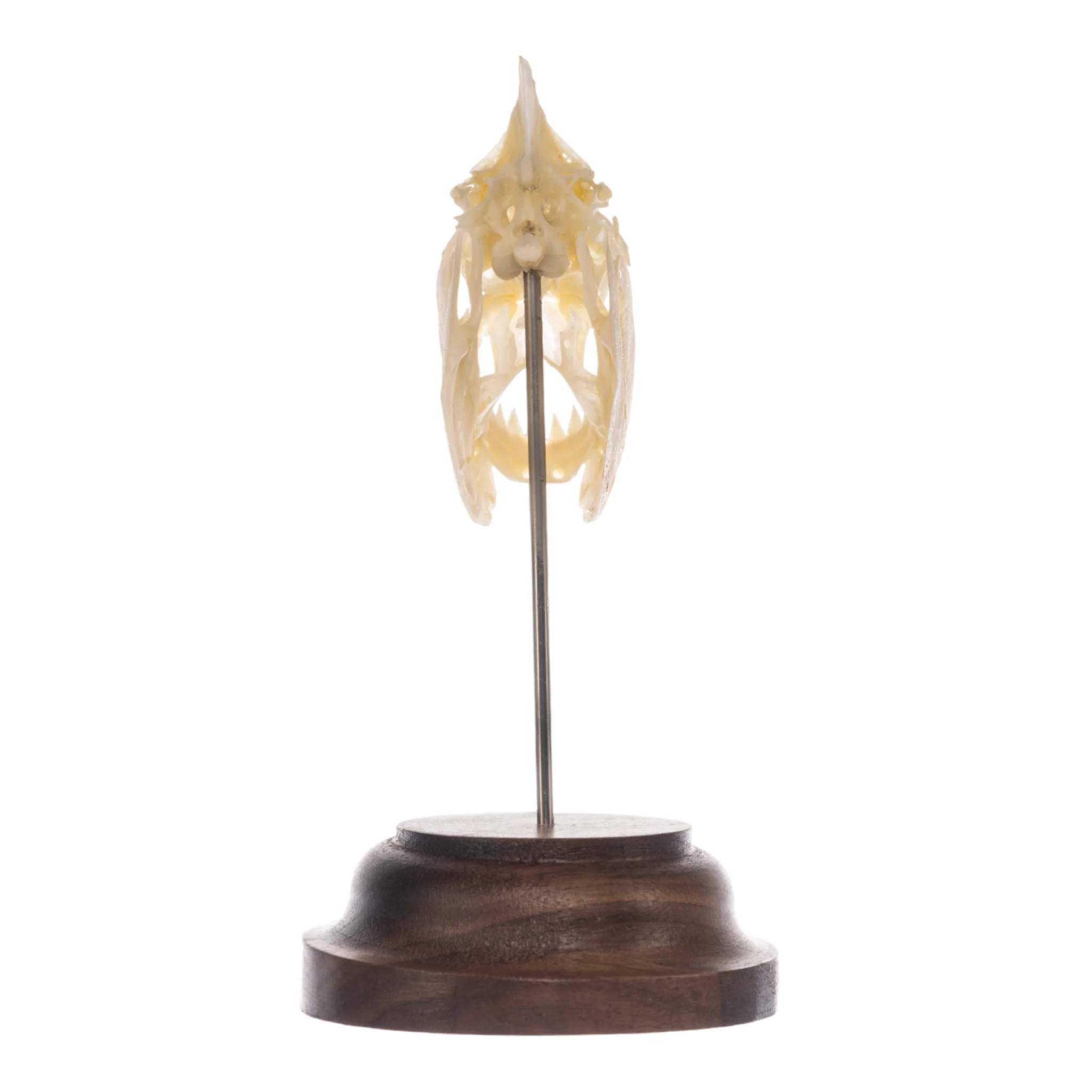 Real Piranha Skull - Image 9