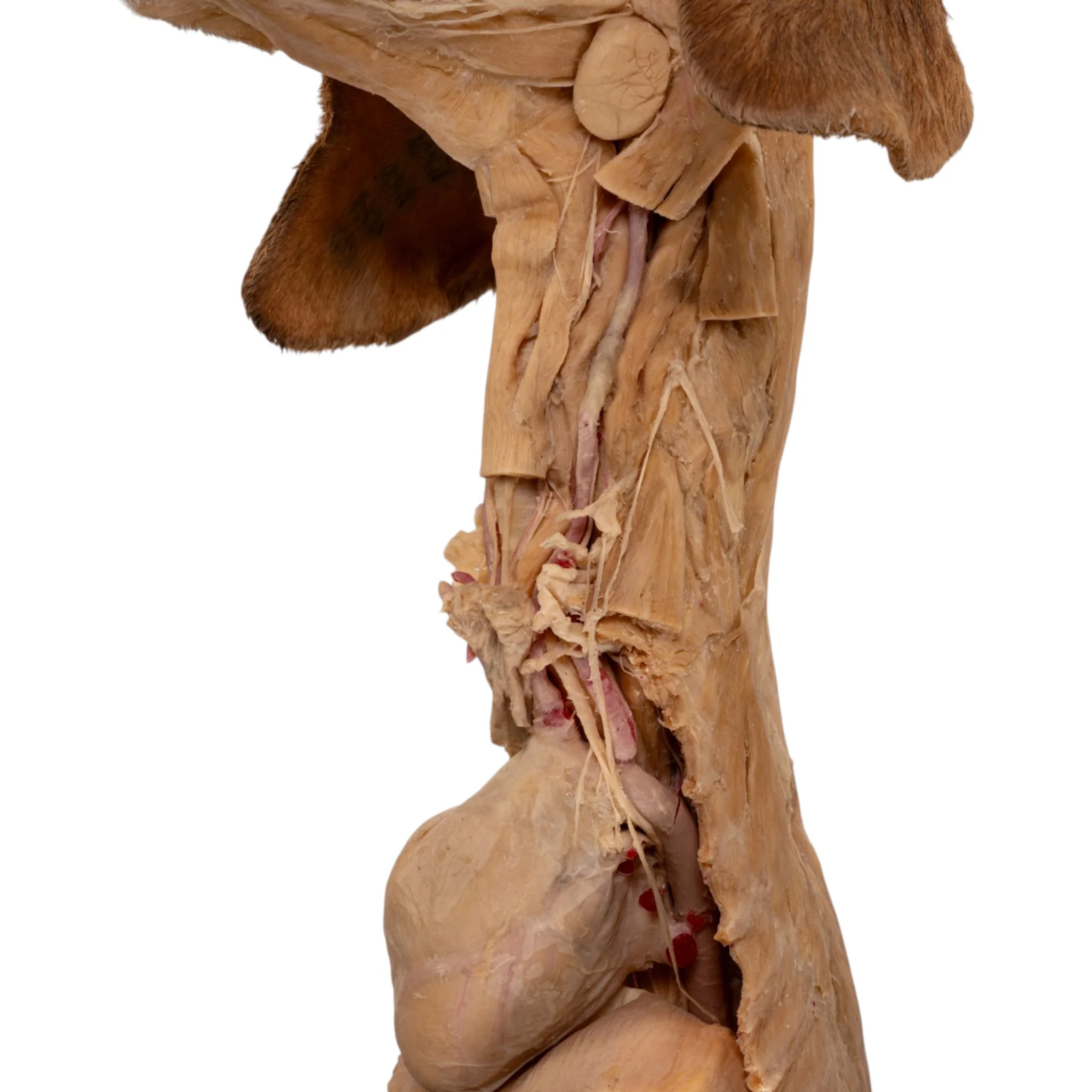 Real Plastinated Veterinary Domestic Dog Model on Stand - Image 9