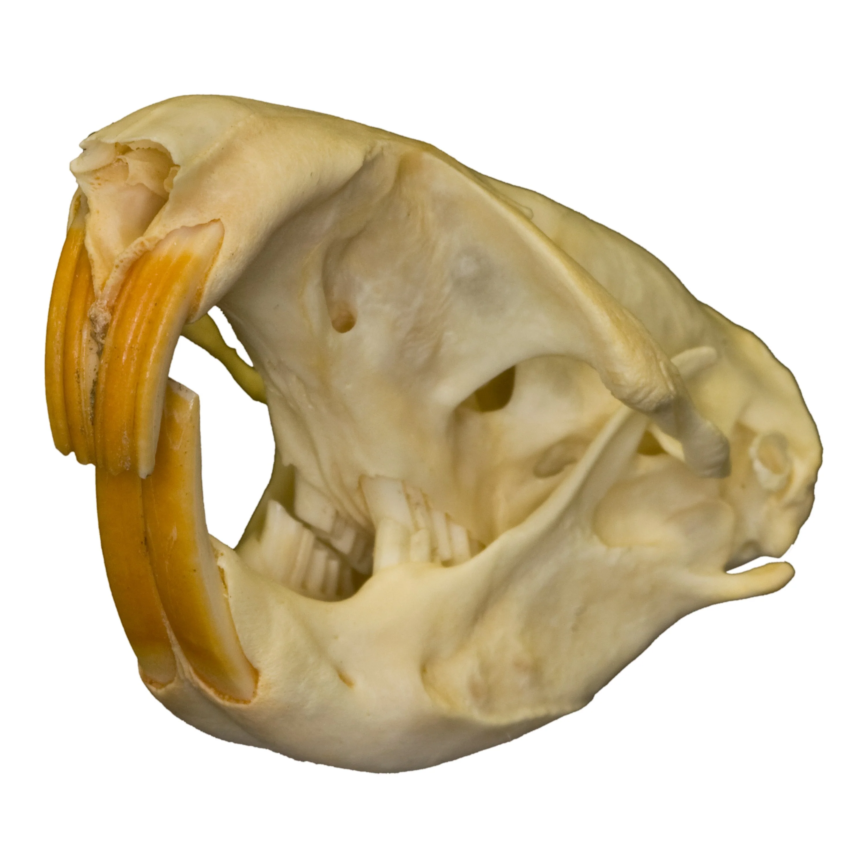 Real Plains Pocket Gopher Skull