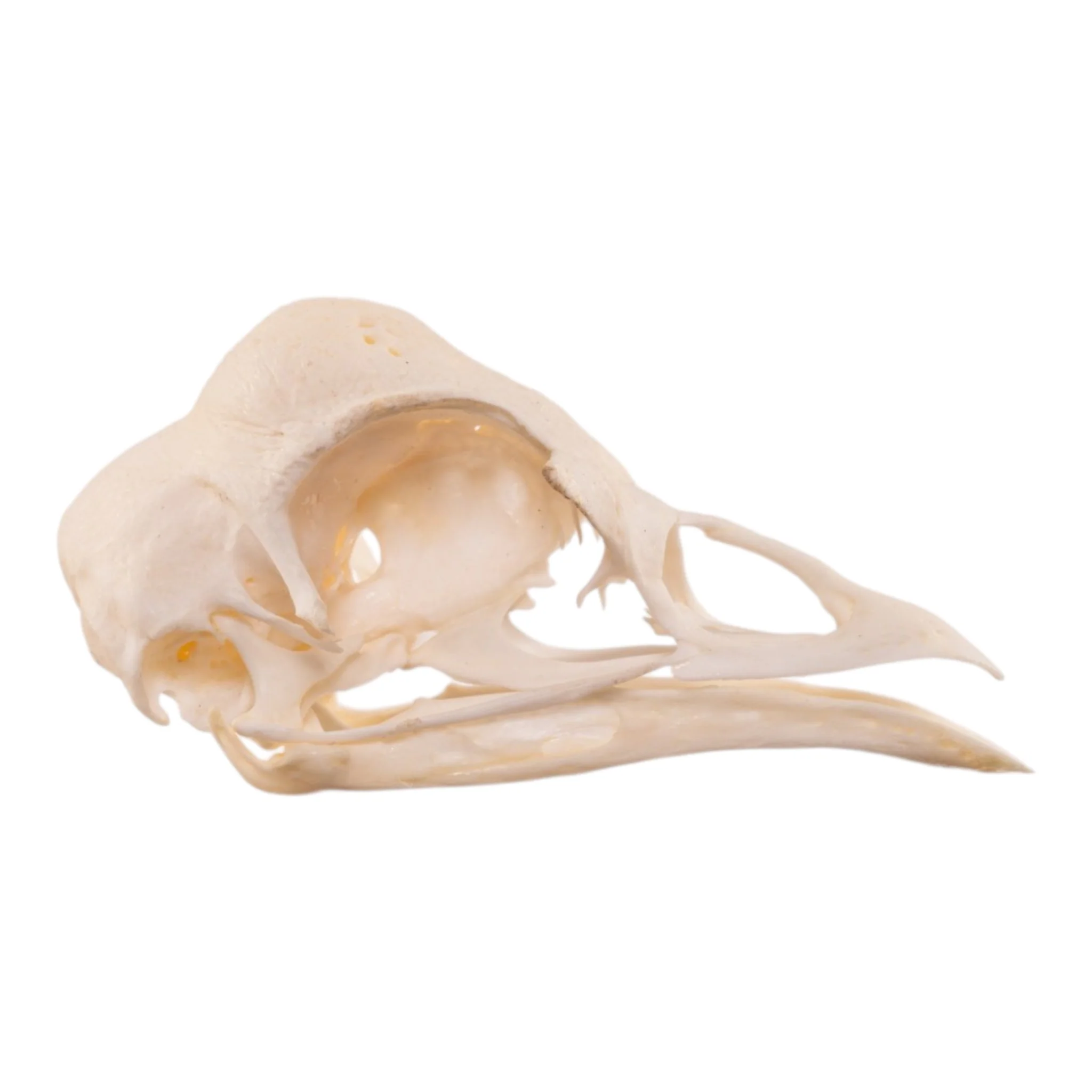 Real Polish Crested Chicken Skull - Image 2