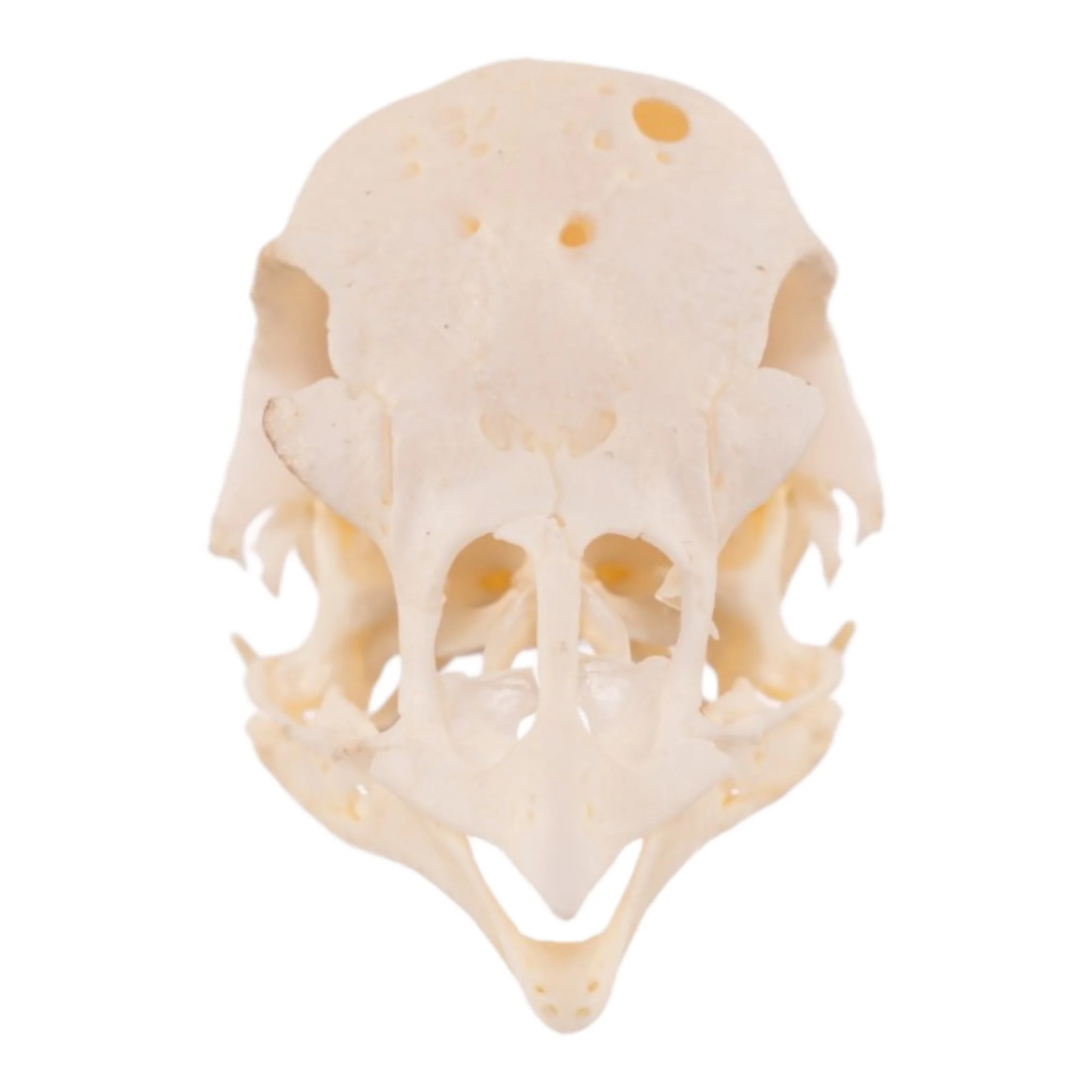 Real Polish Crested Chicken Skull - Image 3