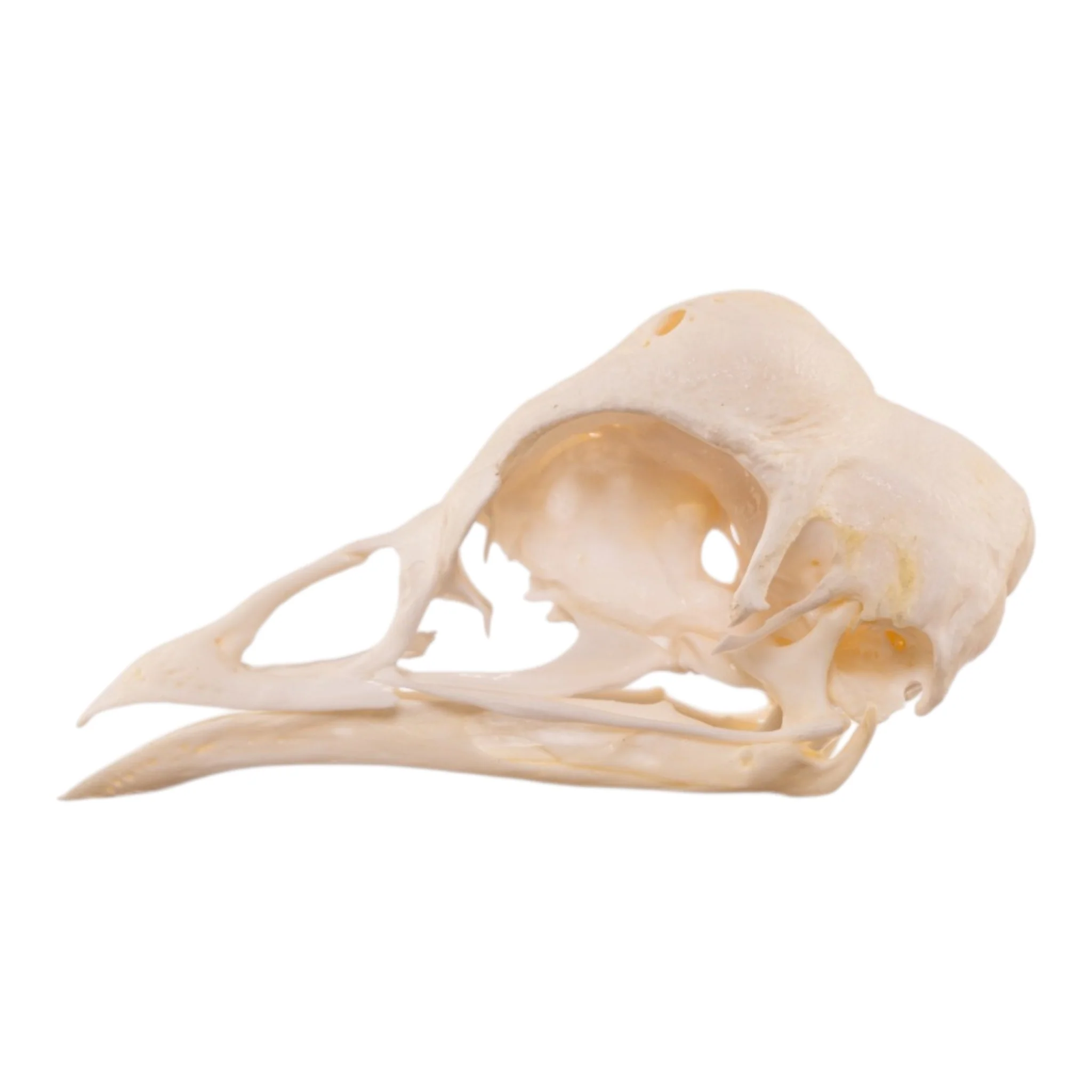 Real Polish Crested Chicken Skull - Image 4