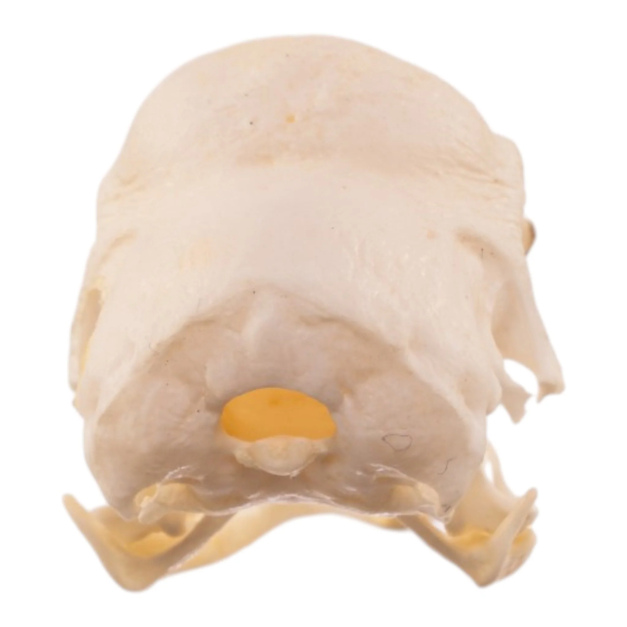 Real Polish Crested Chicken Skull - Image 5