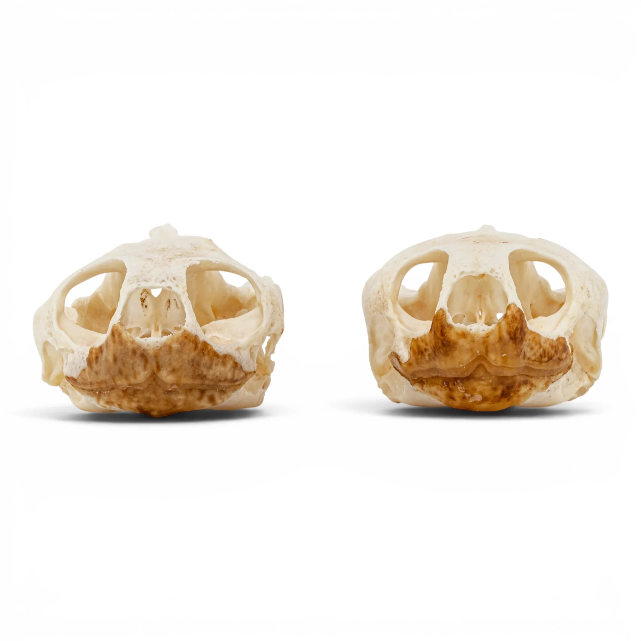 Real Pond Turtle Skull Set - Pathology - Image 3