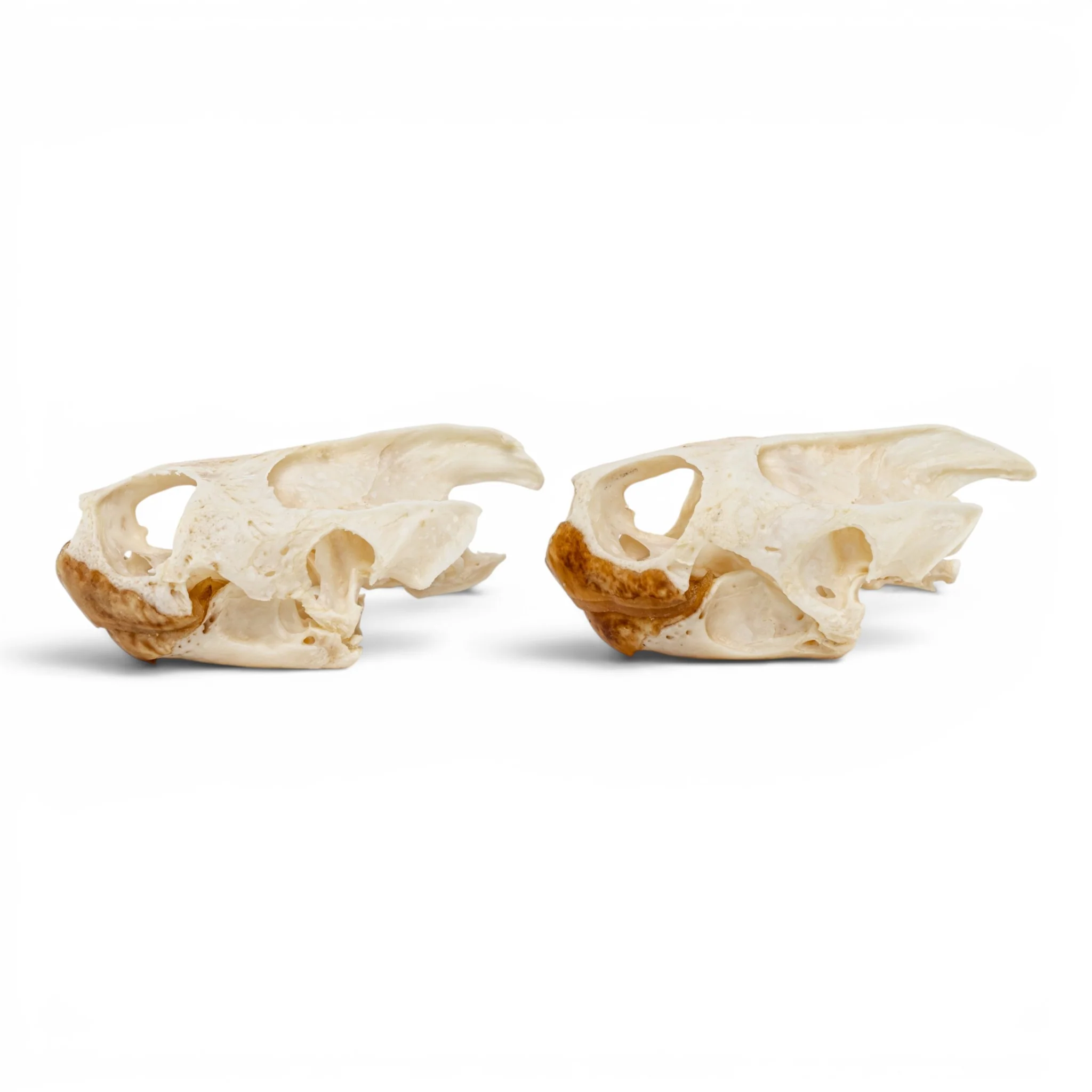 Real Pond Turtle Skull Set - Pathology - Image 4
