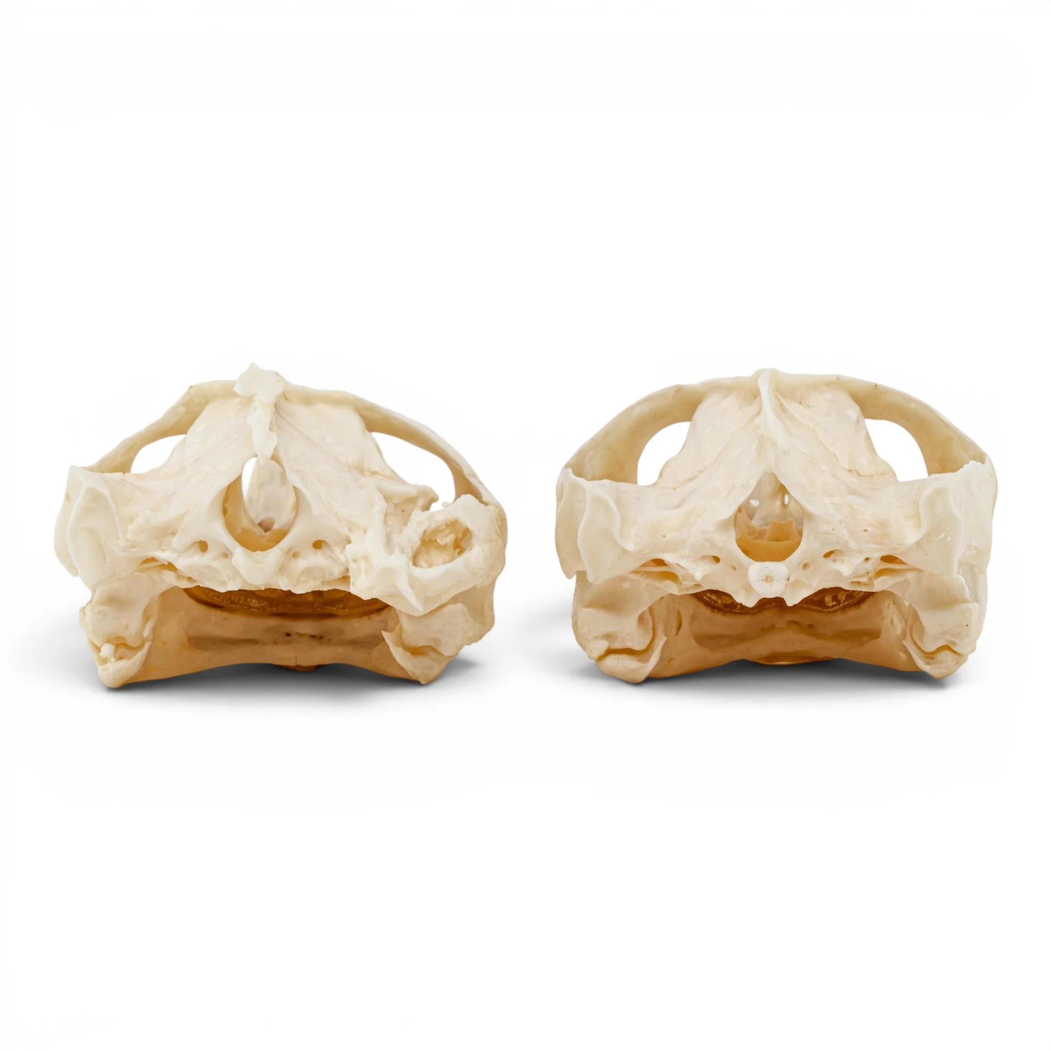 Real Pond Turtle Skull Set - Pathology - Image 5