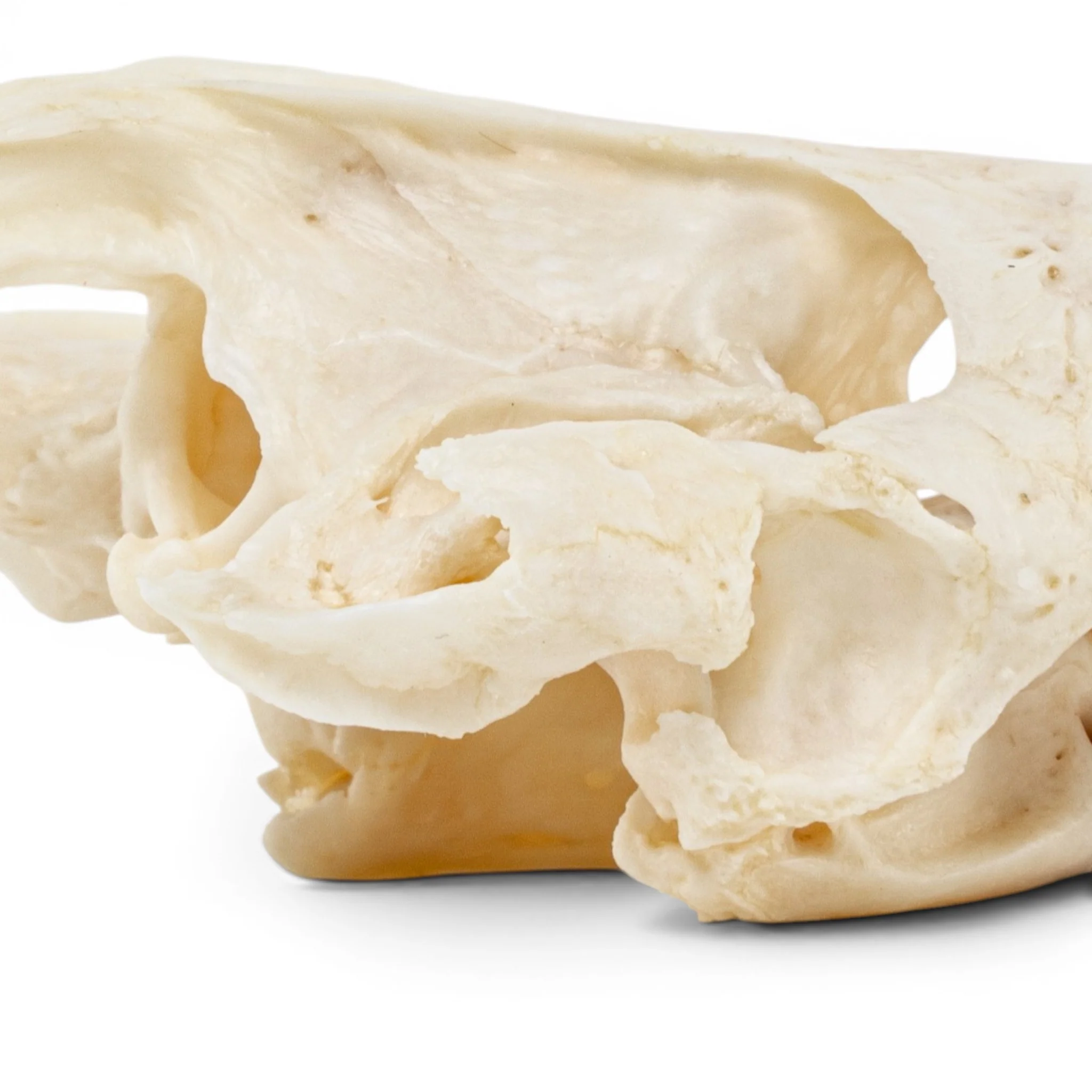 Real Pond Turtle Skull Set - Pathology - Image 6