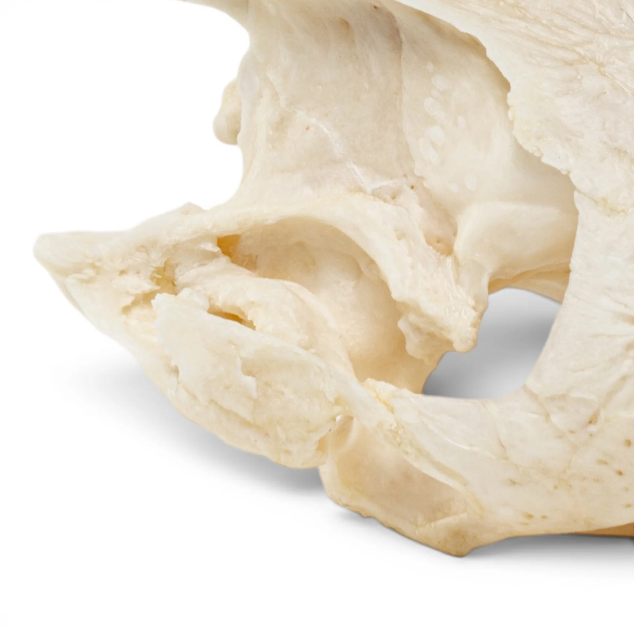 Real Pond Turtle Skull Set - Pathology - Image 7